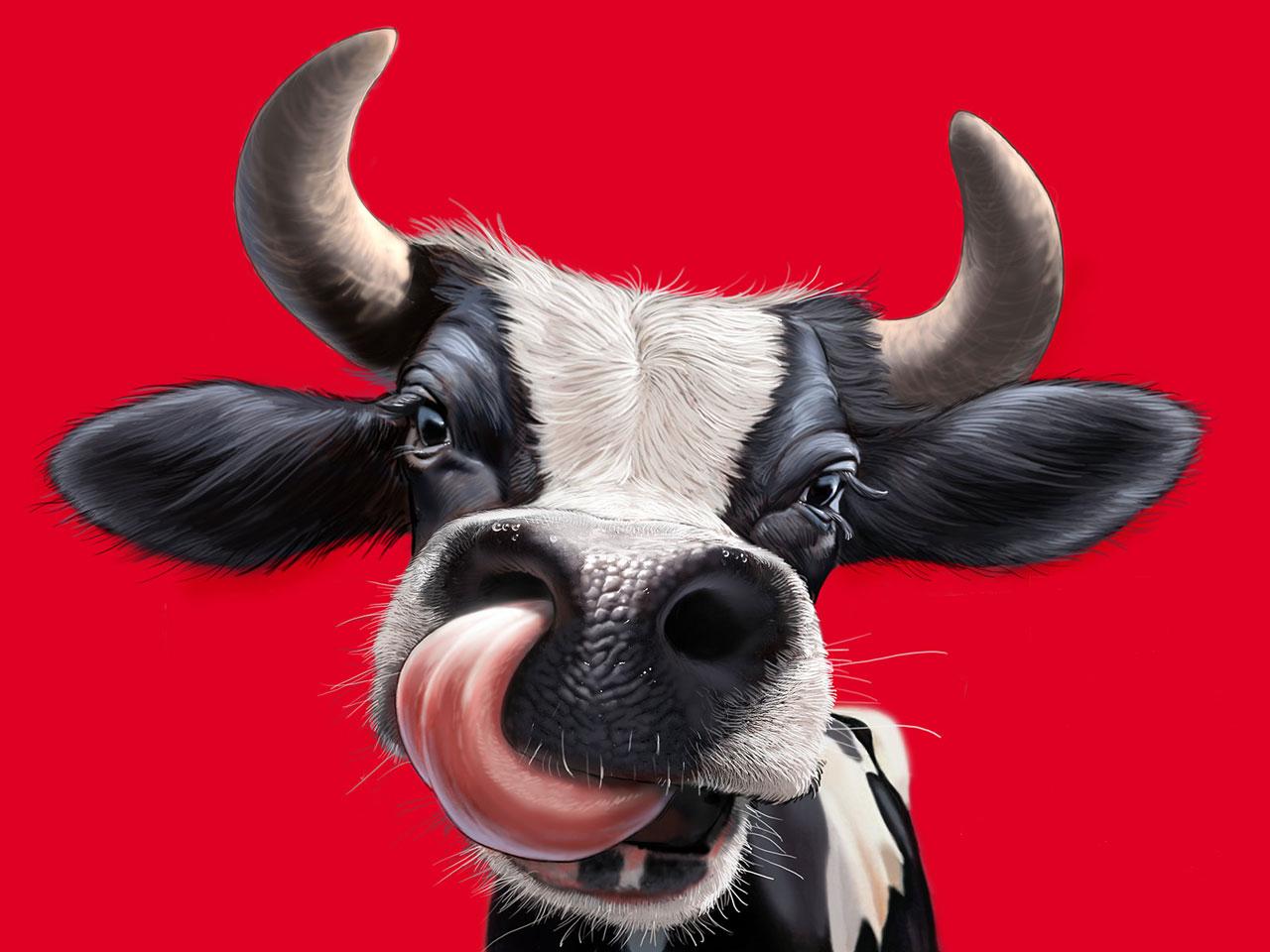 pictures of cows faces