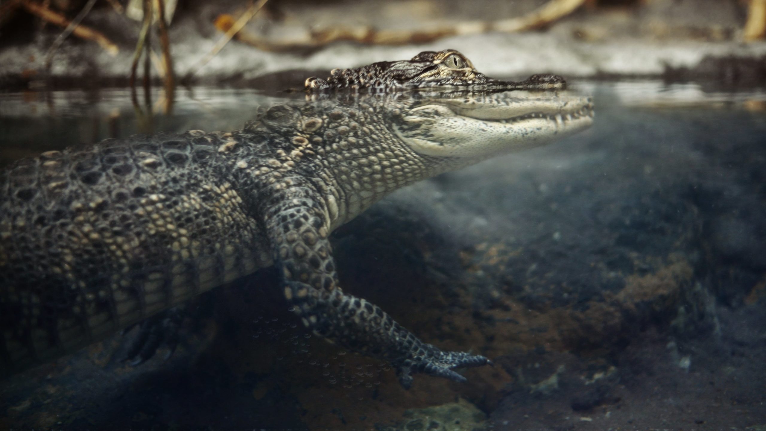 crocodiles photo