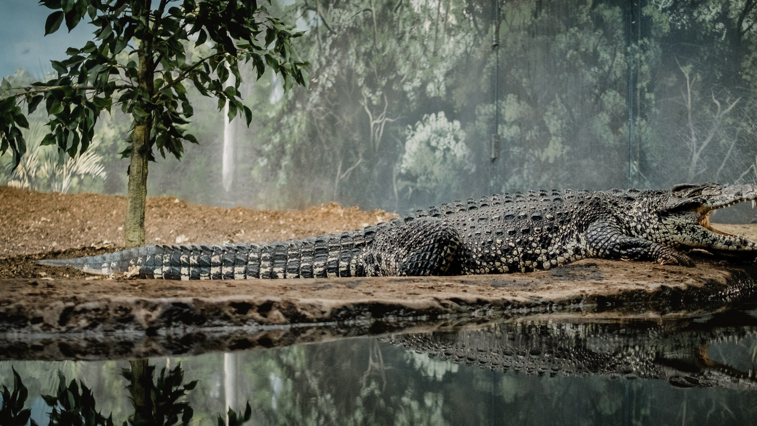 a picture of a crocodile