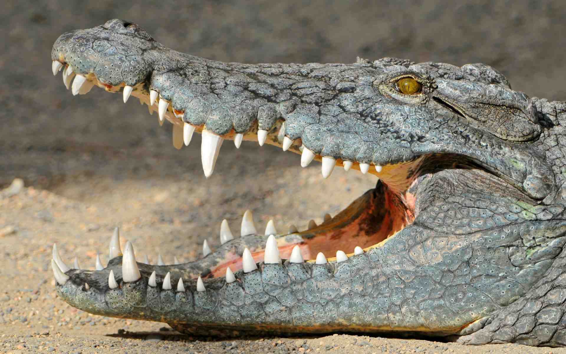 crocodile background