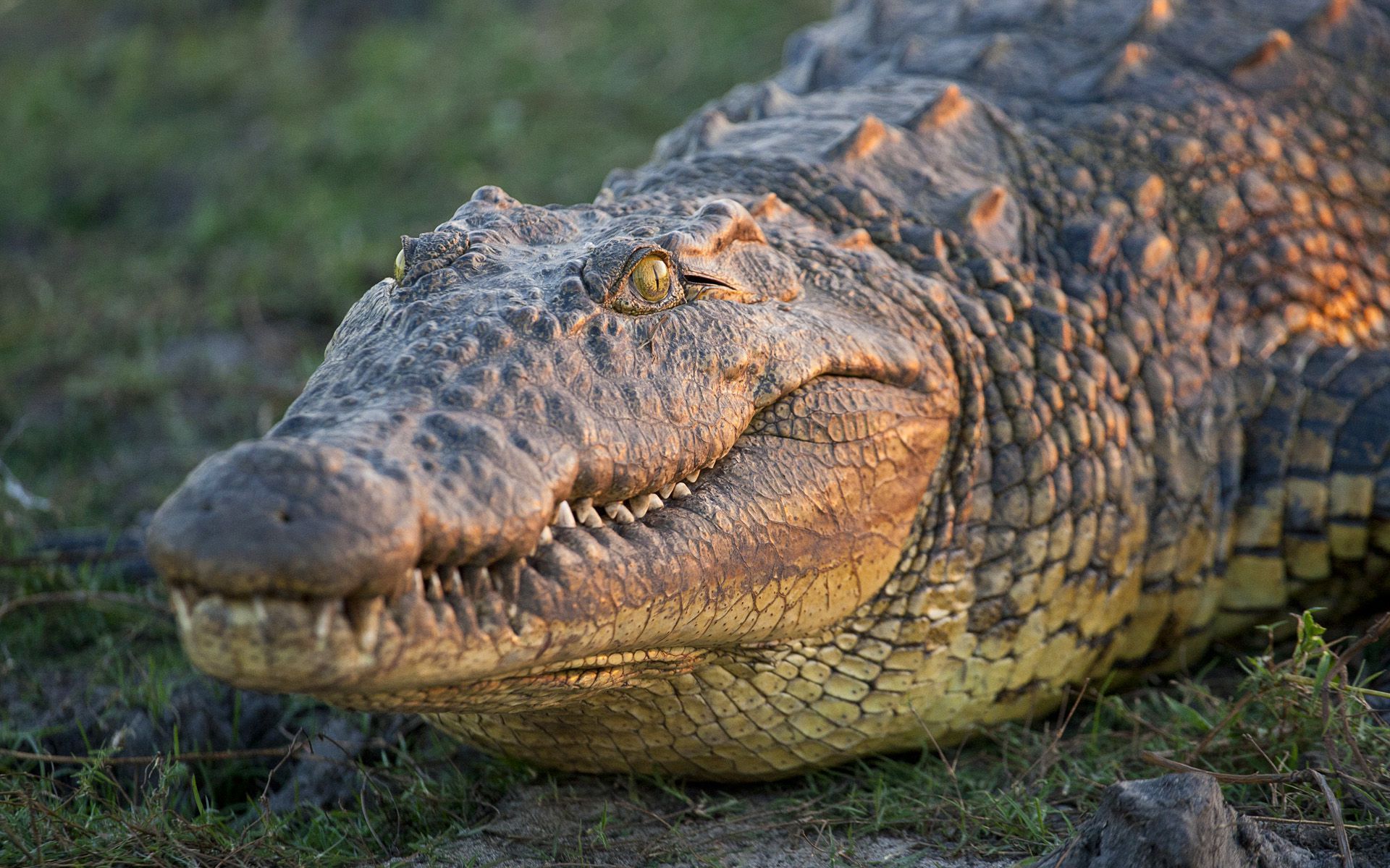 image crocodile download