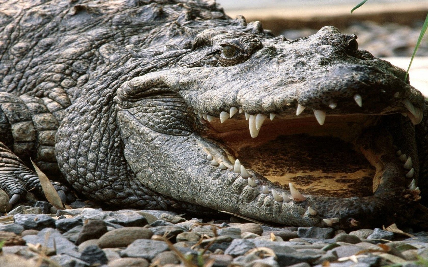 crocodile images free