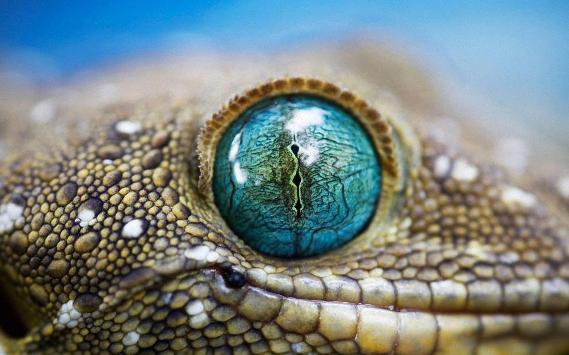 crocodile eye wallpapers