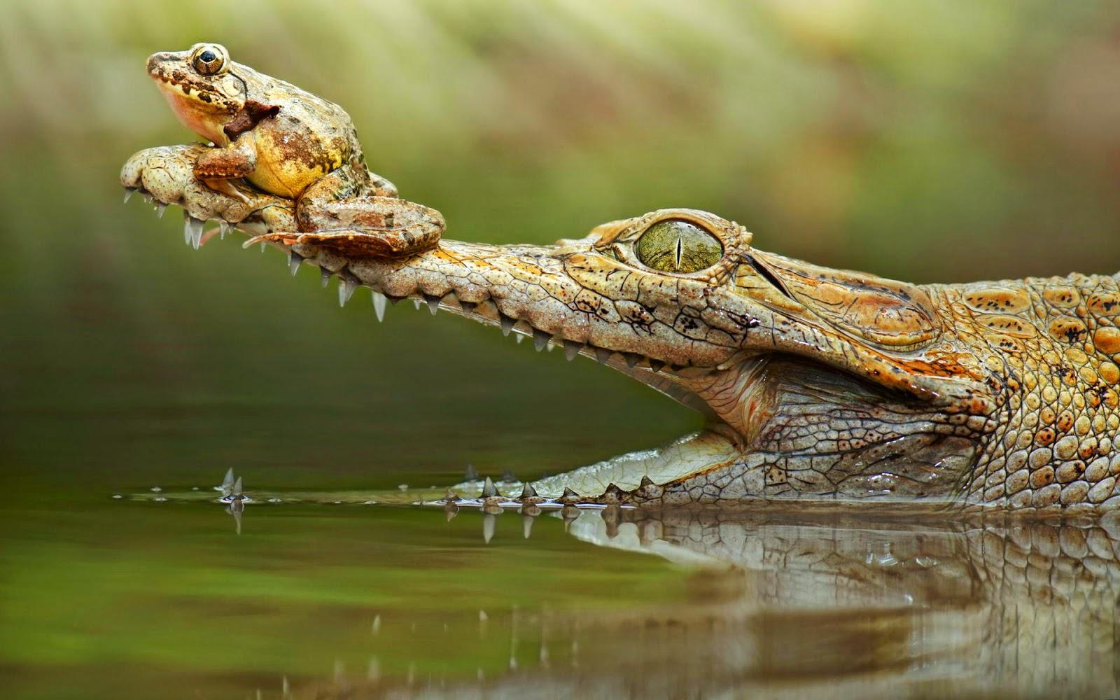 pics of krokodil
