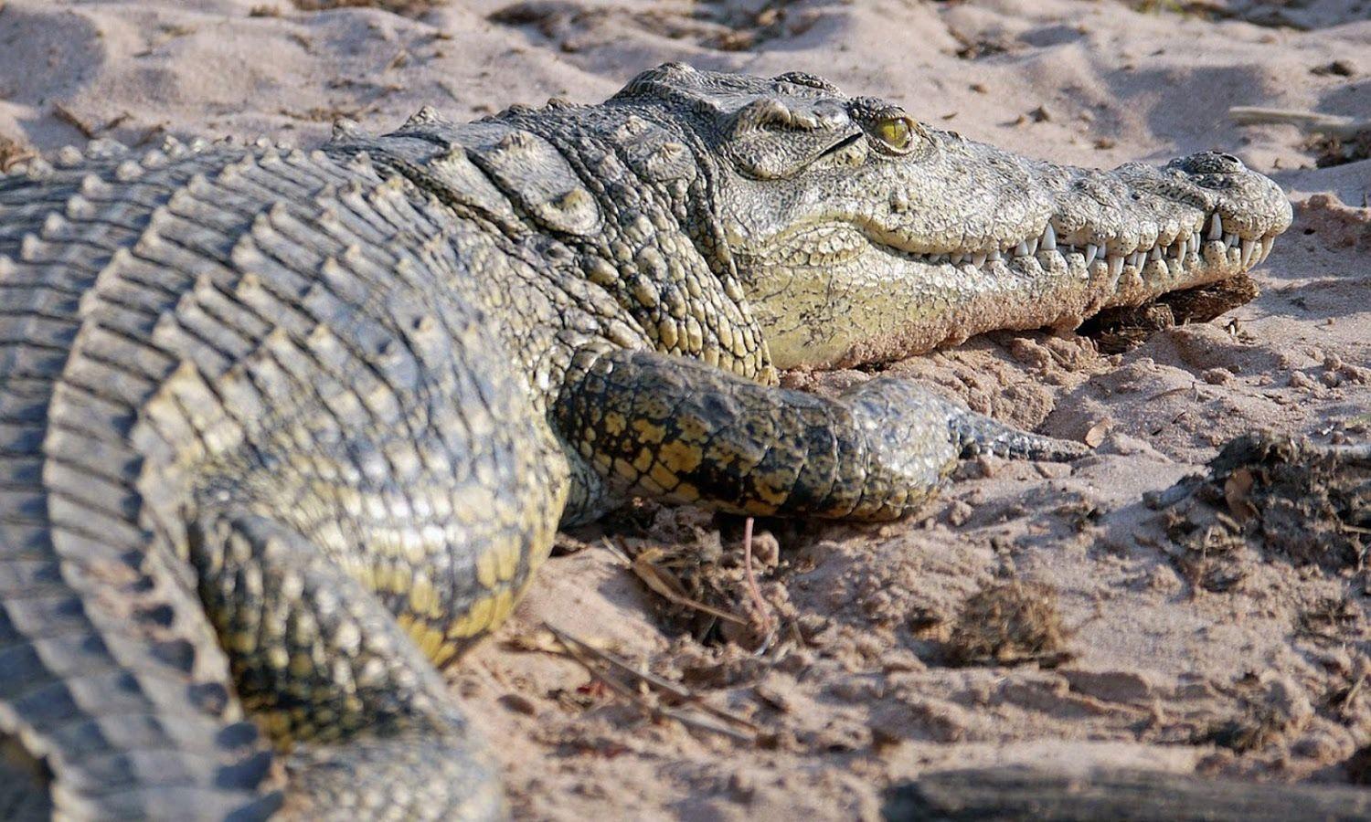 pics of krokodil users