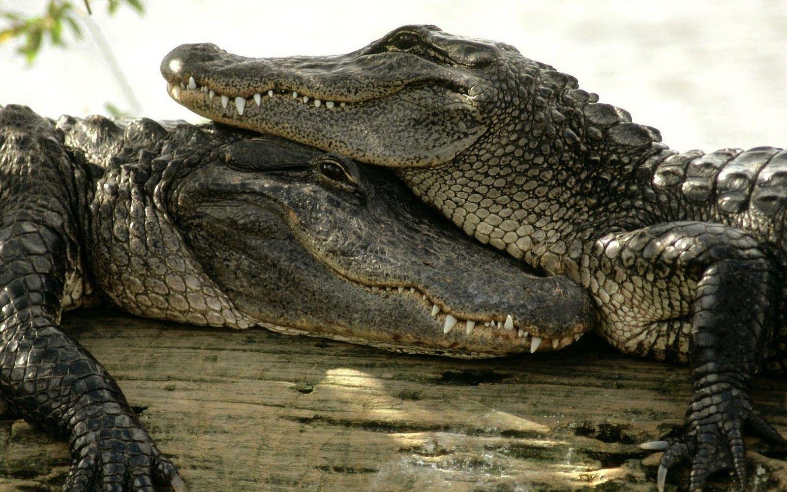giant croc pictures hd free