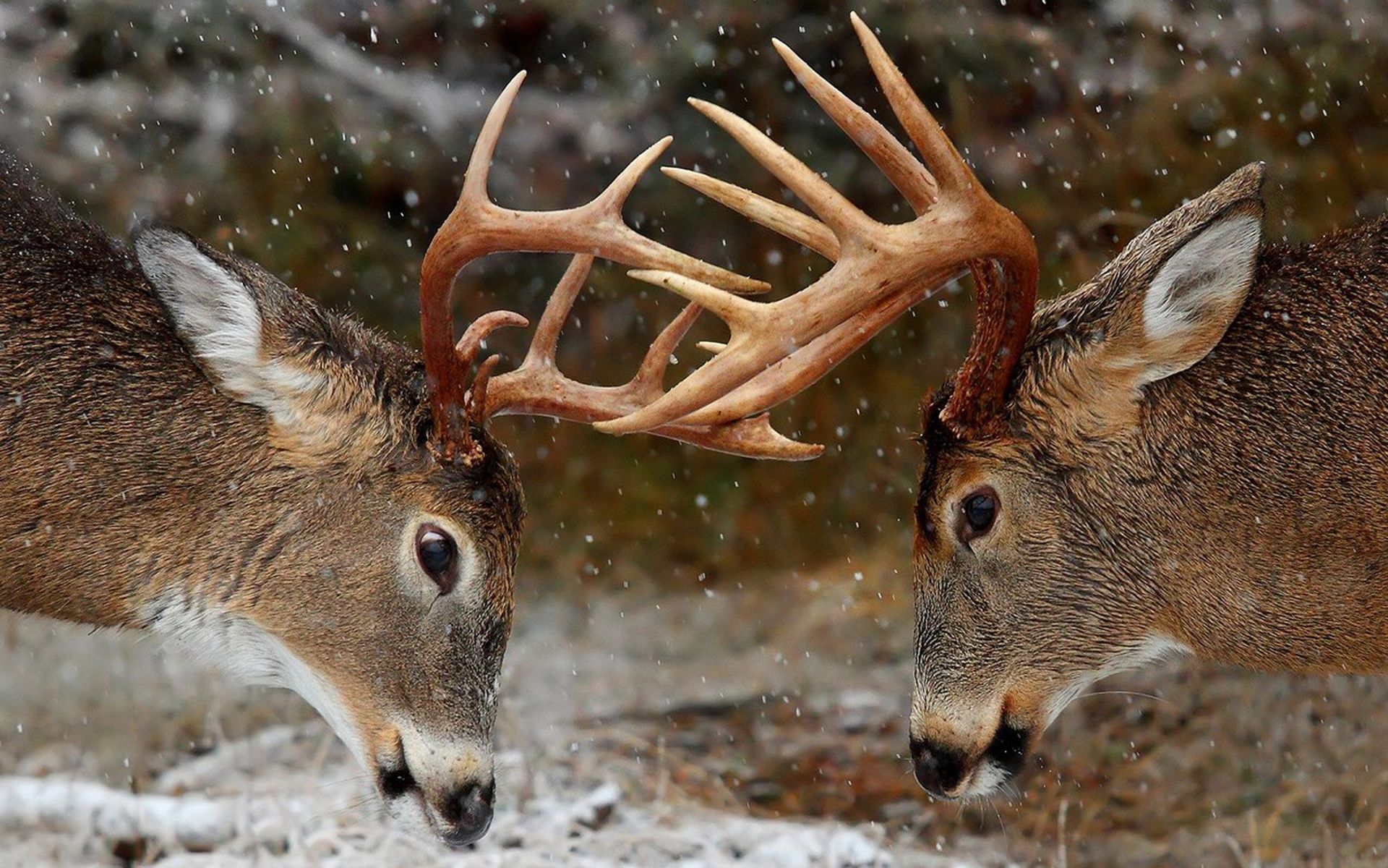 free deer wallpaper