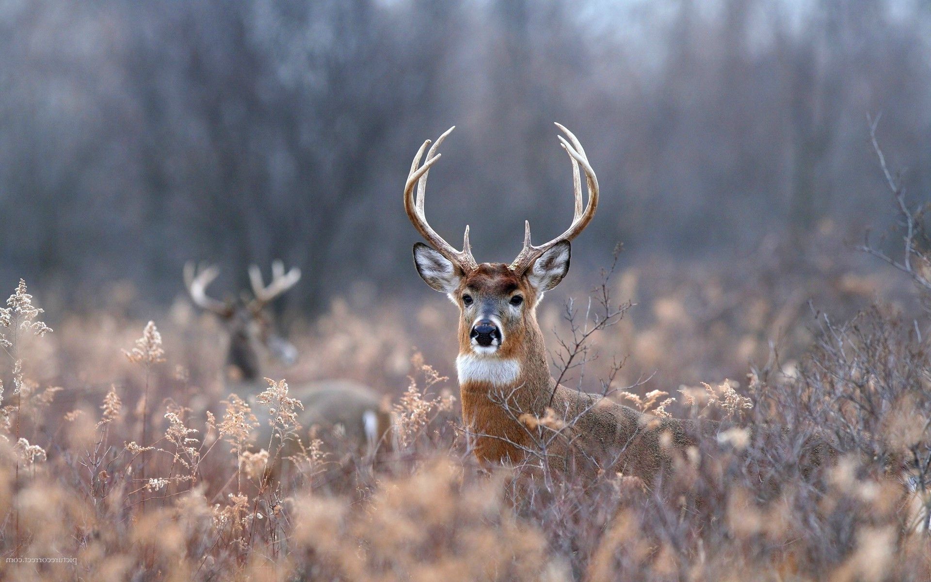 deer backgrounds images
