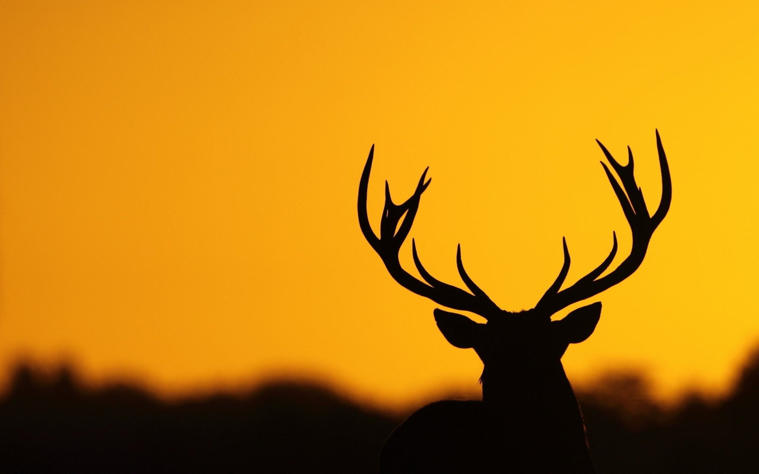 stag wallpapers