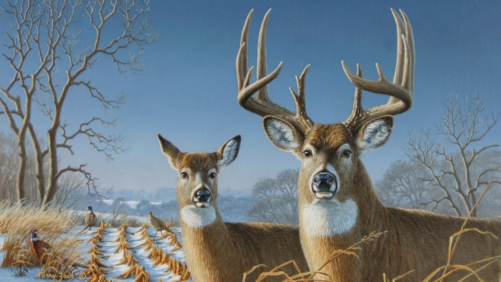deer photos free download