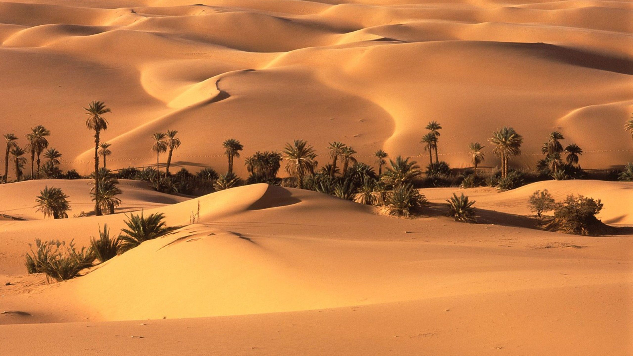 pictures of a deserts