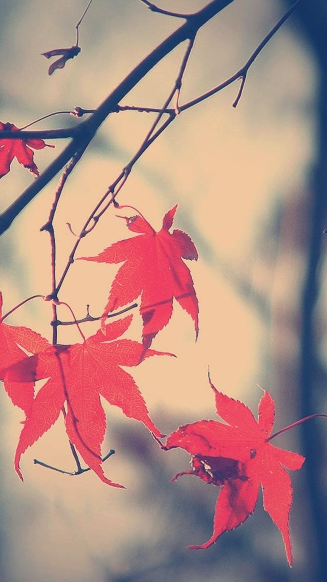 fall wallpapers iphone, autumn iphone background