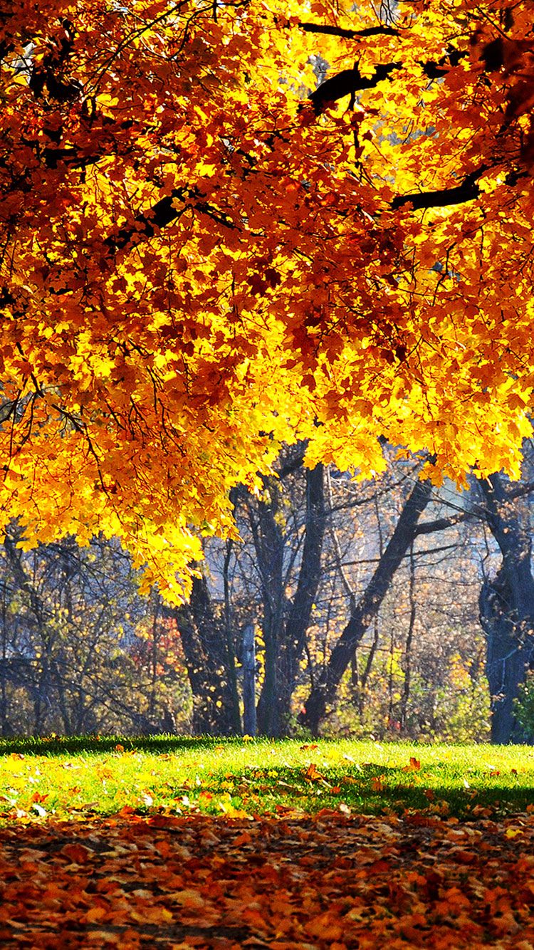 fall iphone backgrounds, fall wallpaper hd iphone