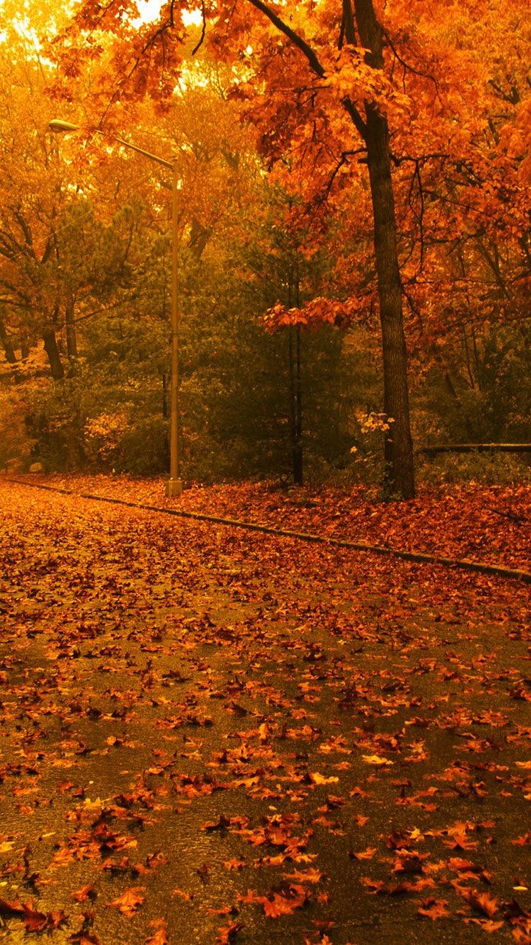 iphone background fall, autumn wallpaper iphone