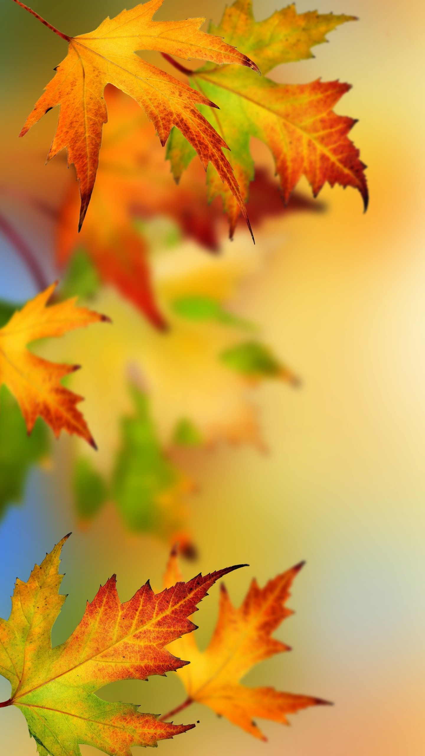 fall phone wallpaper, autumn iphone wallpaper