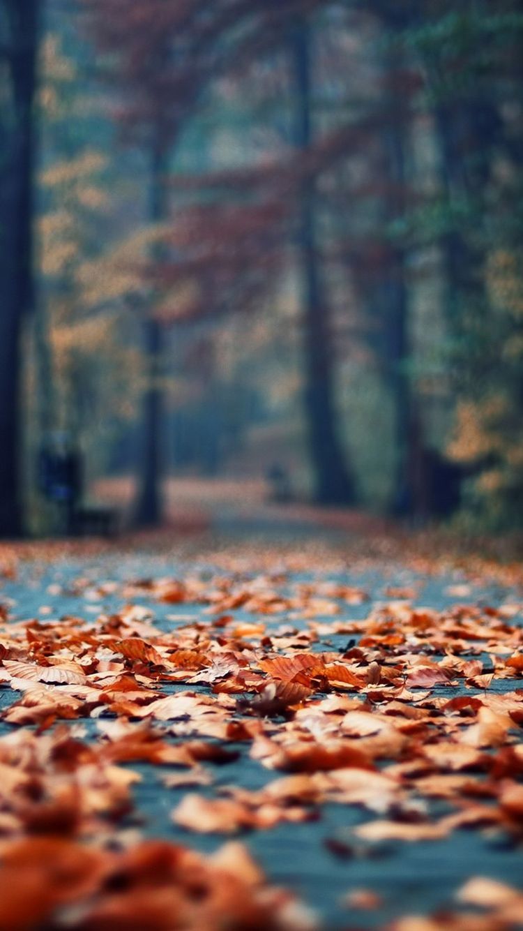 fall leaves wallpaper for iphone, wallpaper for iphone fall