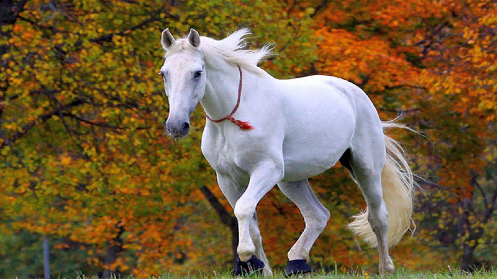 Horse Images And Wallpapers • Trumpwallpapers