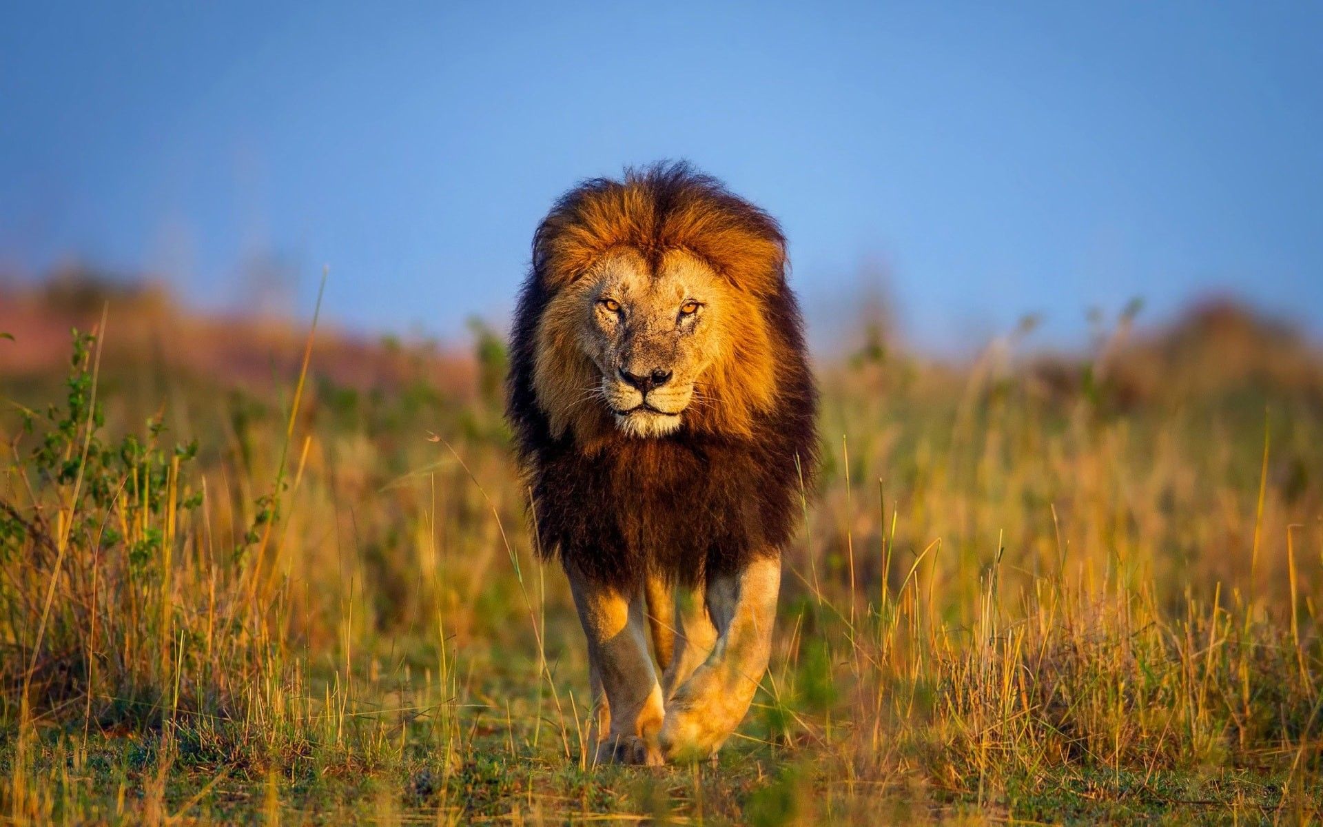 www lion images