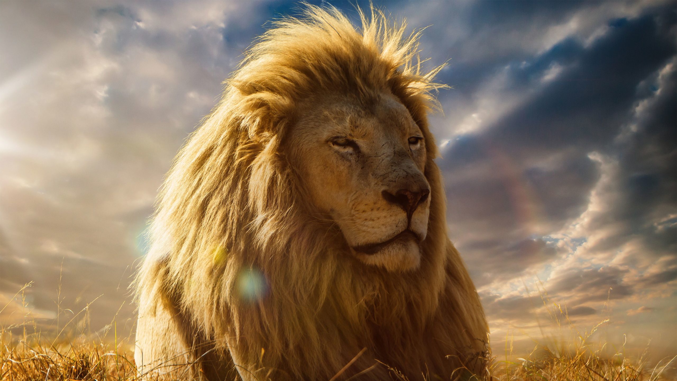 hd lion wallpapers 1080p