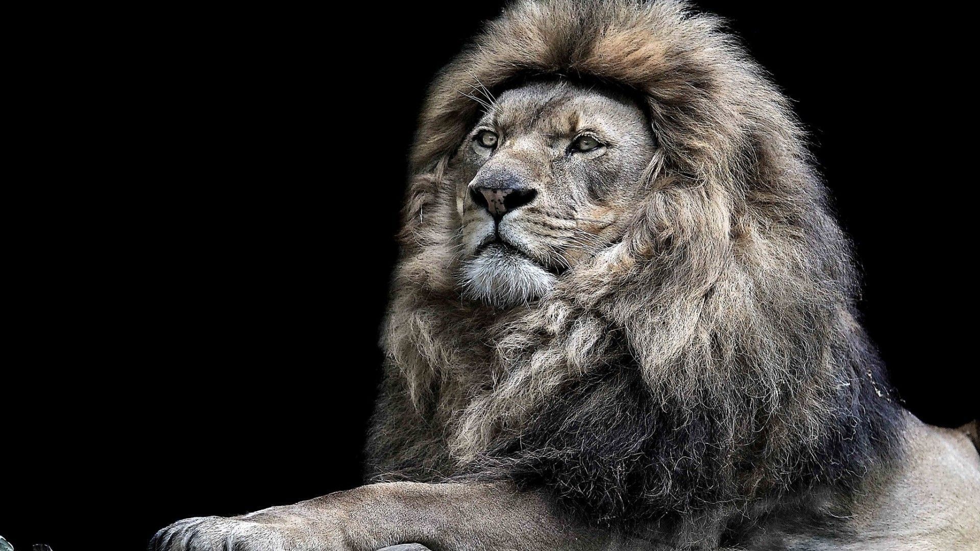 lion photo download
