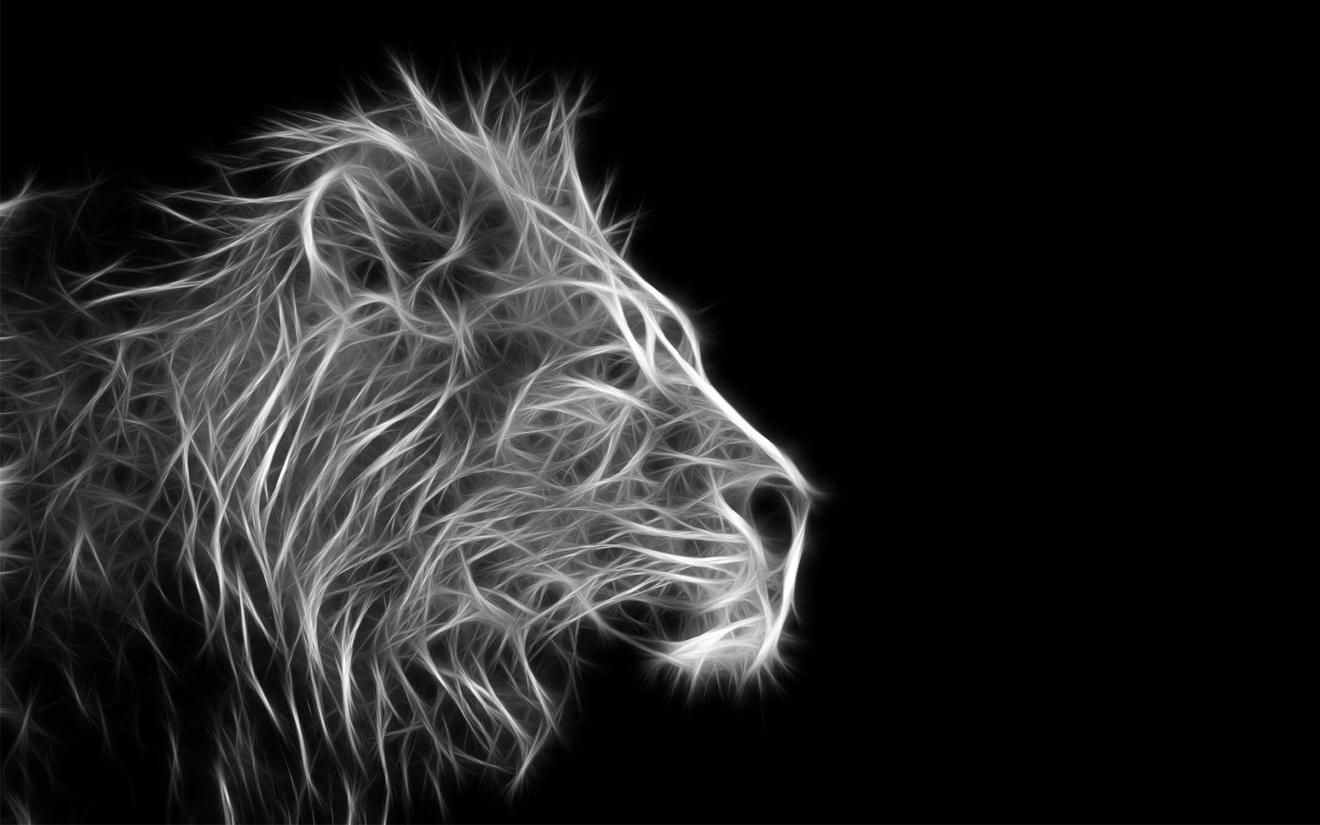 full hd lion wallpapers