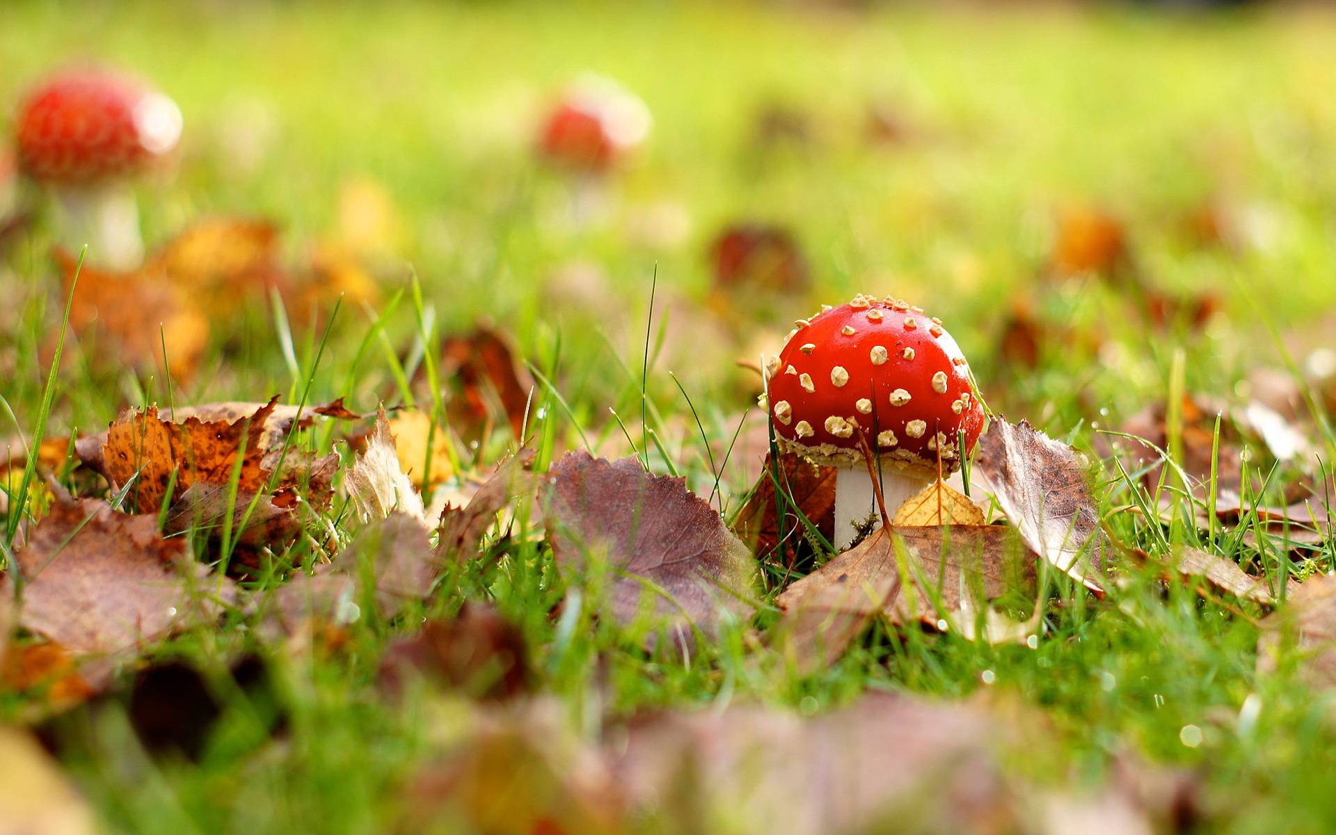 mushroom images