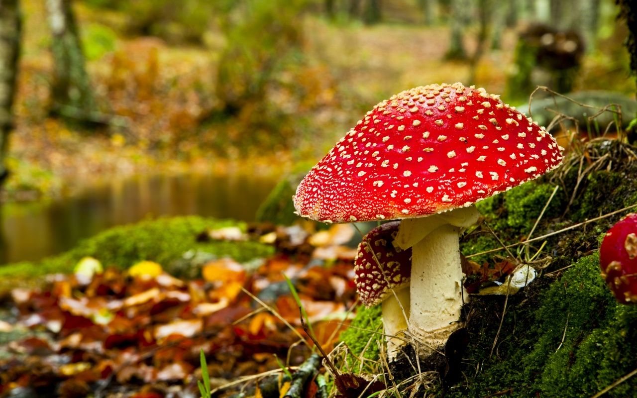 mushroom pictures