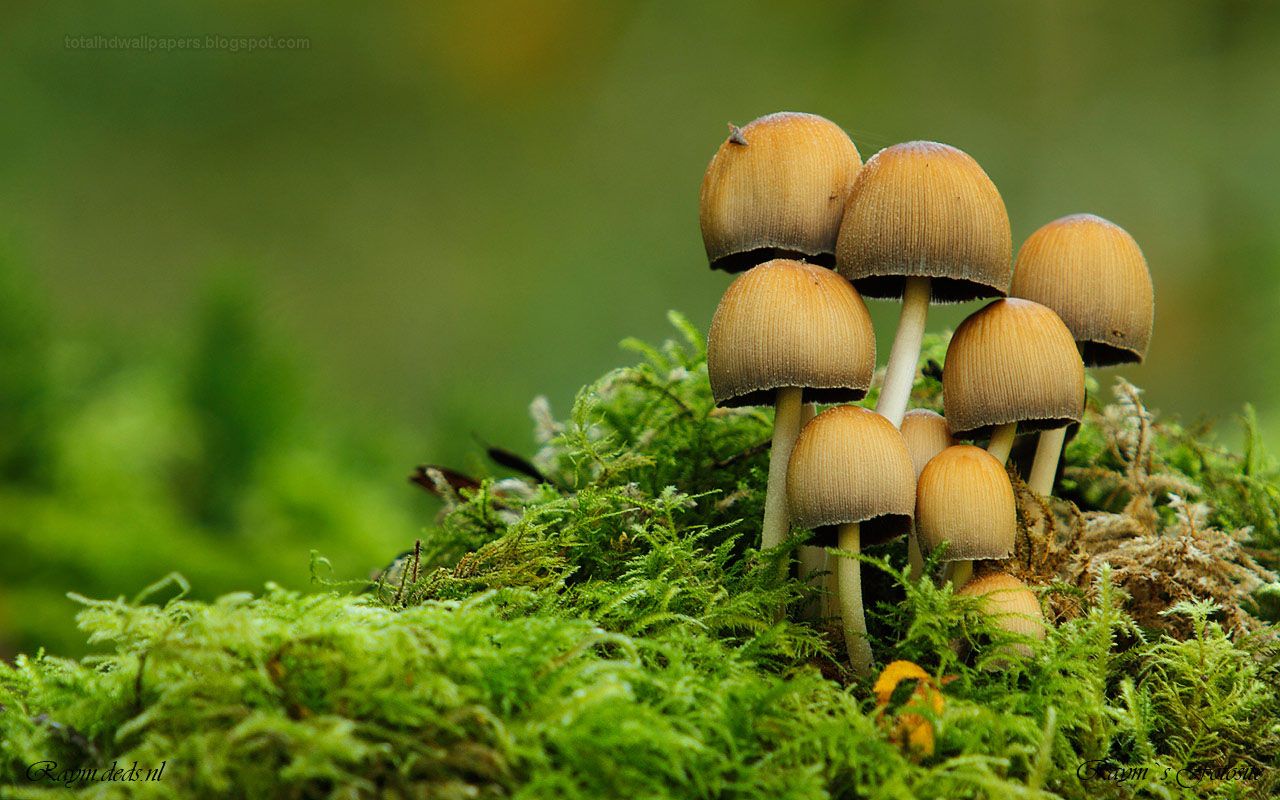 pictures of a mushrooms