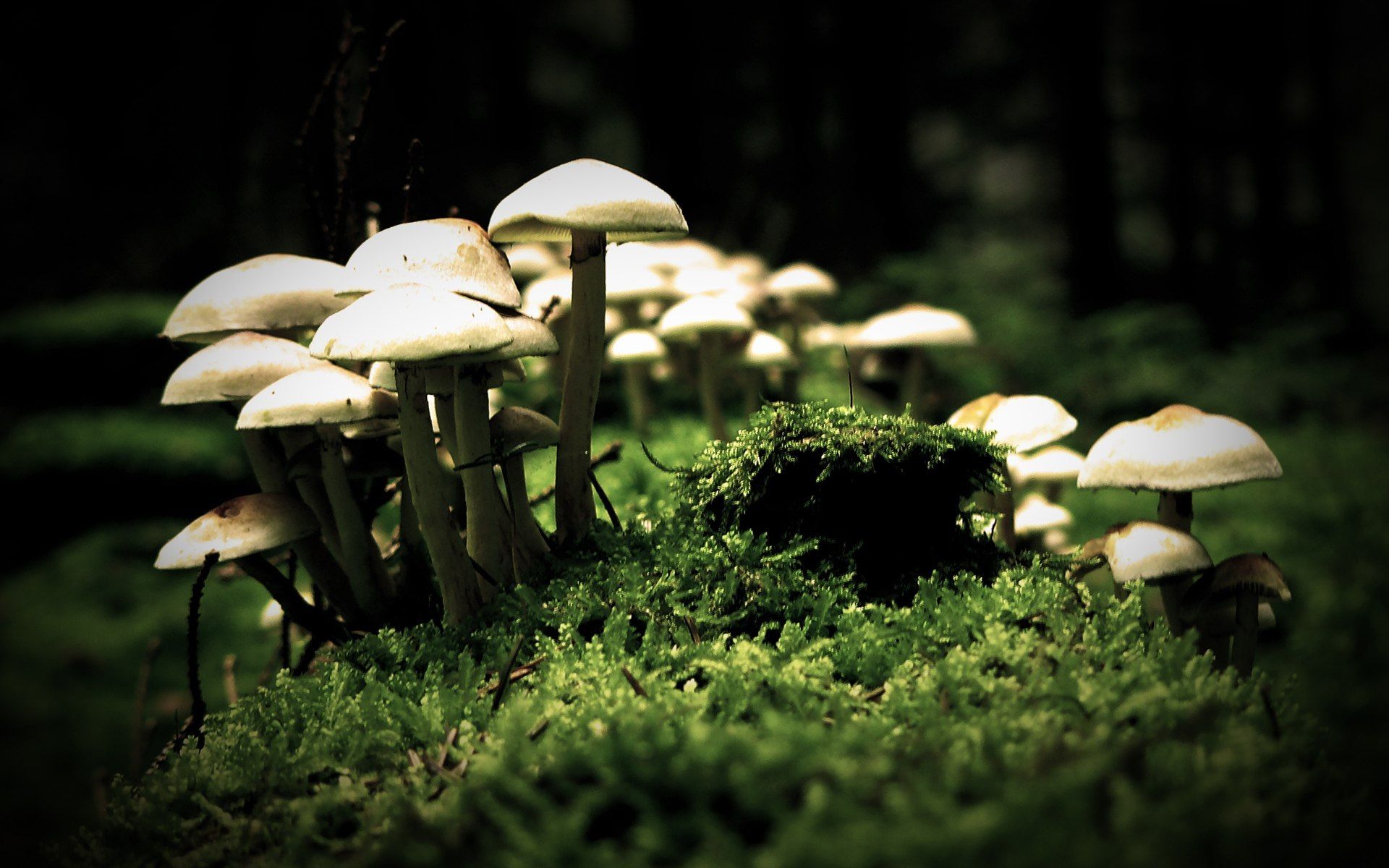 mushroom pictures images