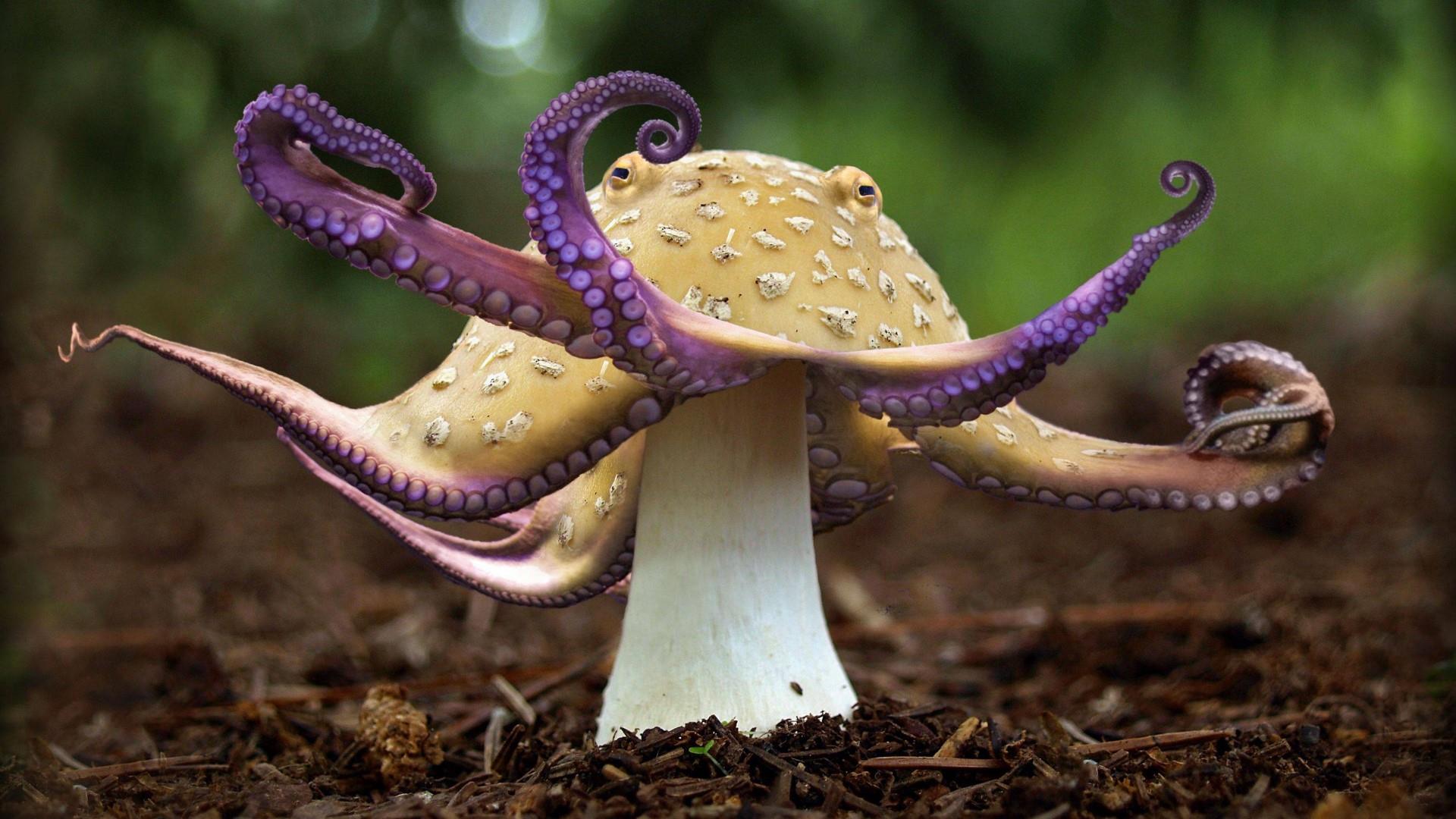 mushrooms photography