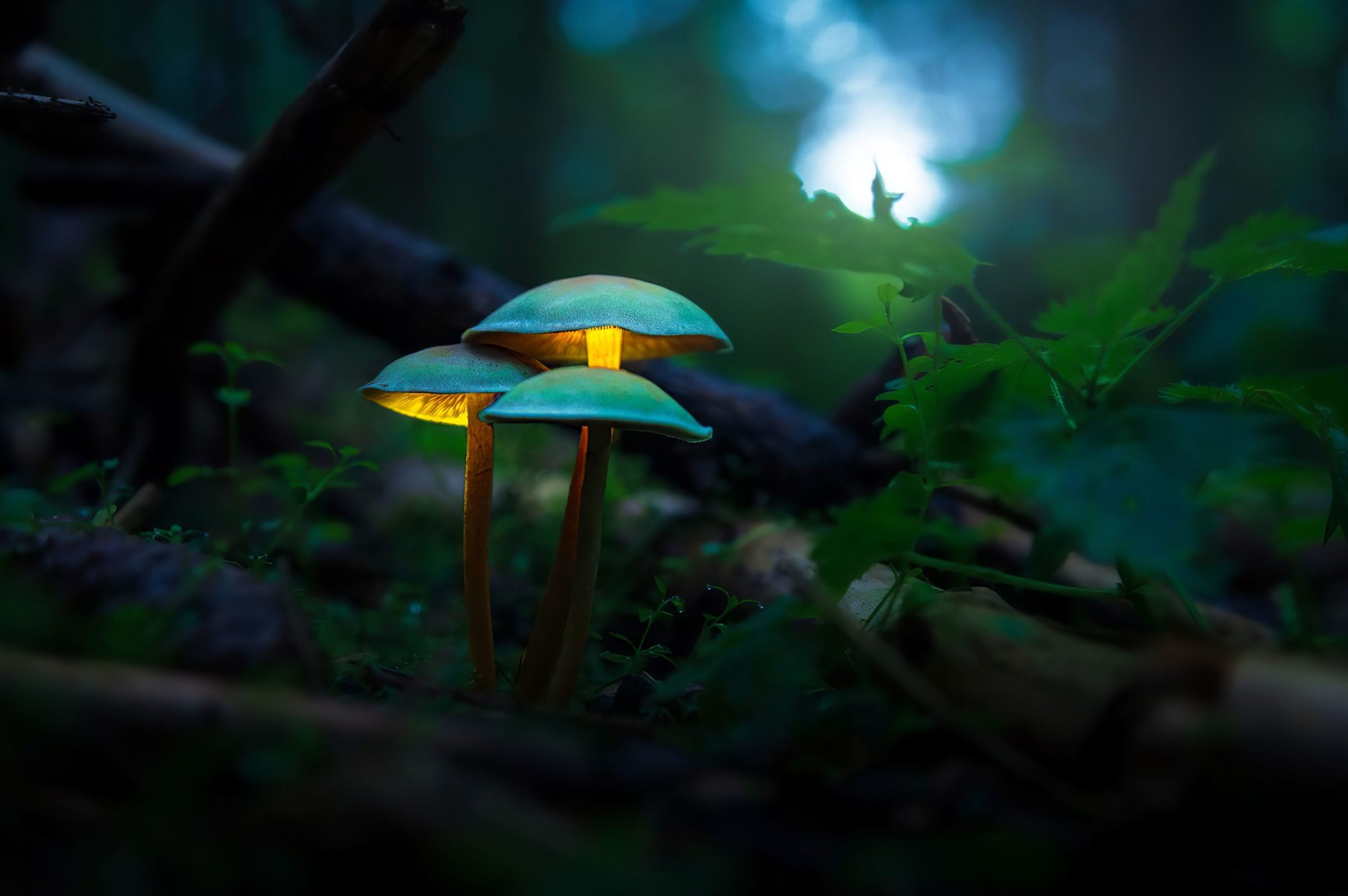 images of mushrooms