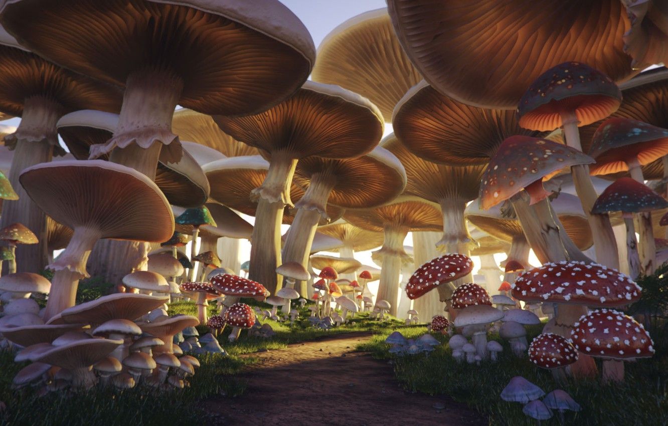mushroom images free