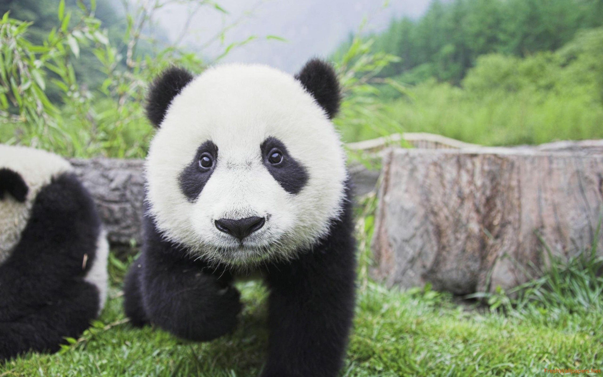 panda screensaver