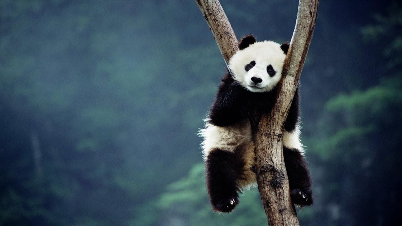 panda screensavers wallpapers