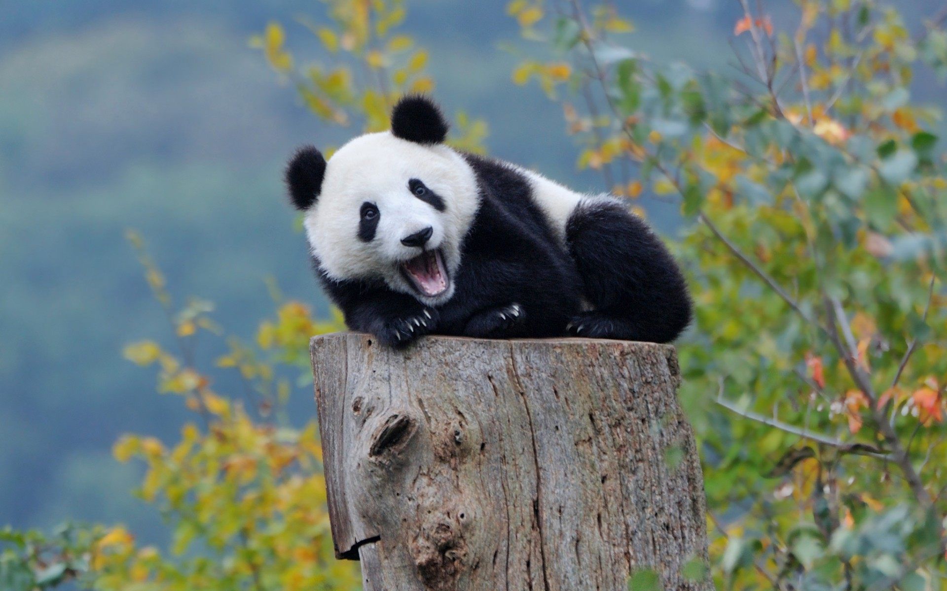 panda hd wallpaper free