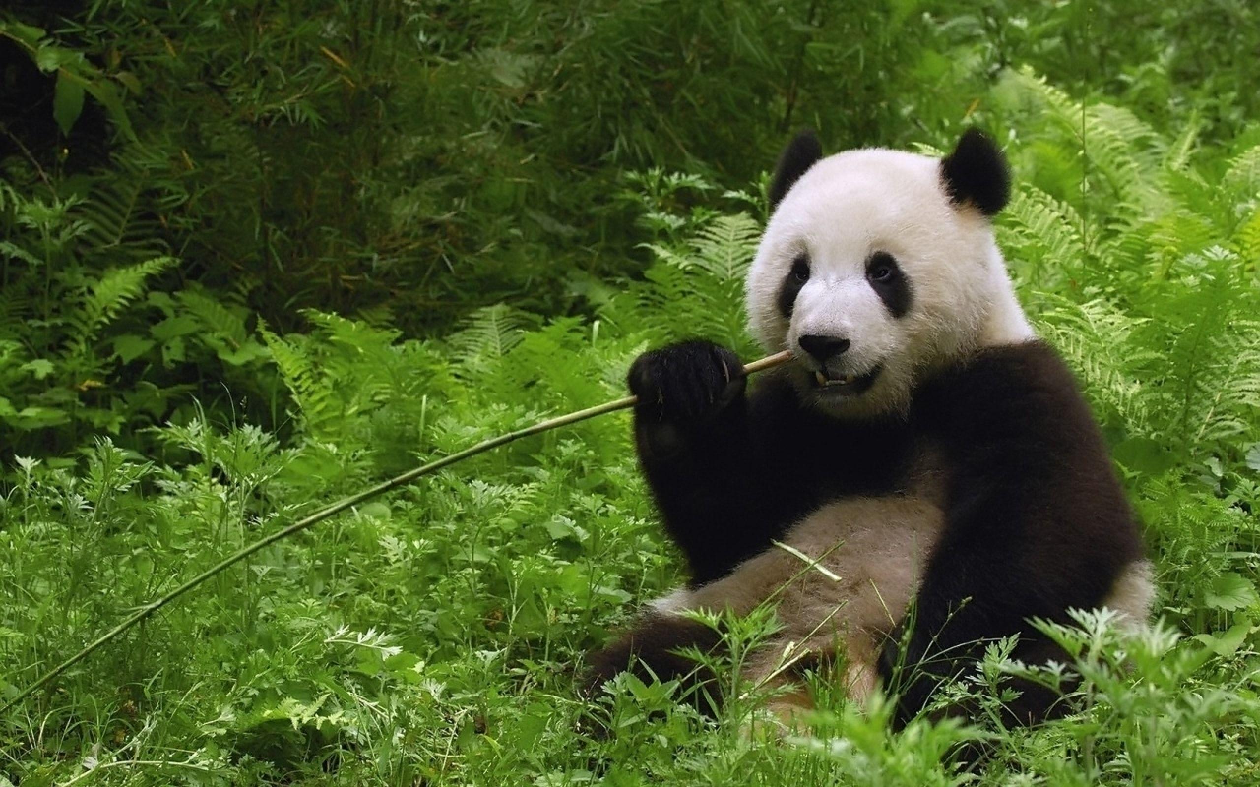 panda backgrounds