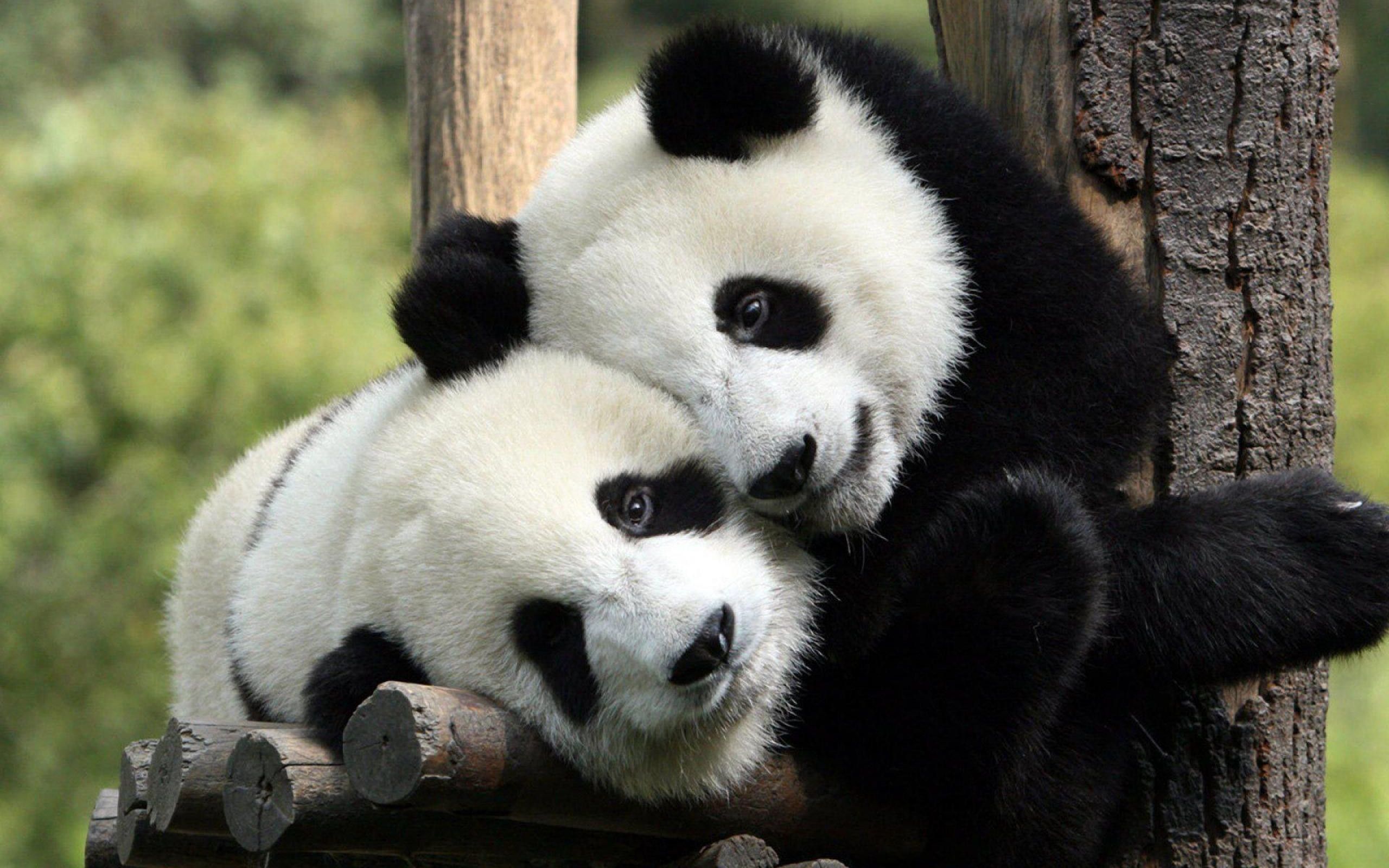 panda desktop background