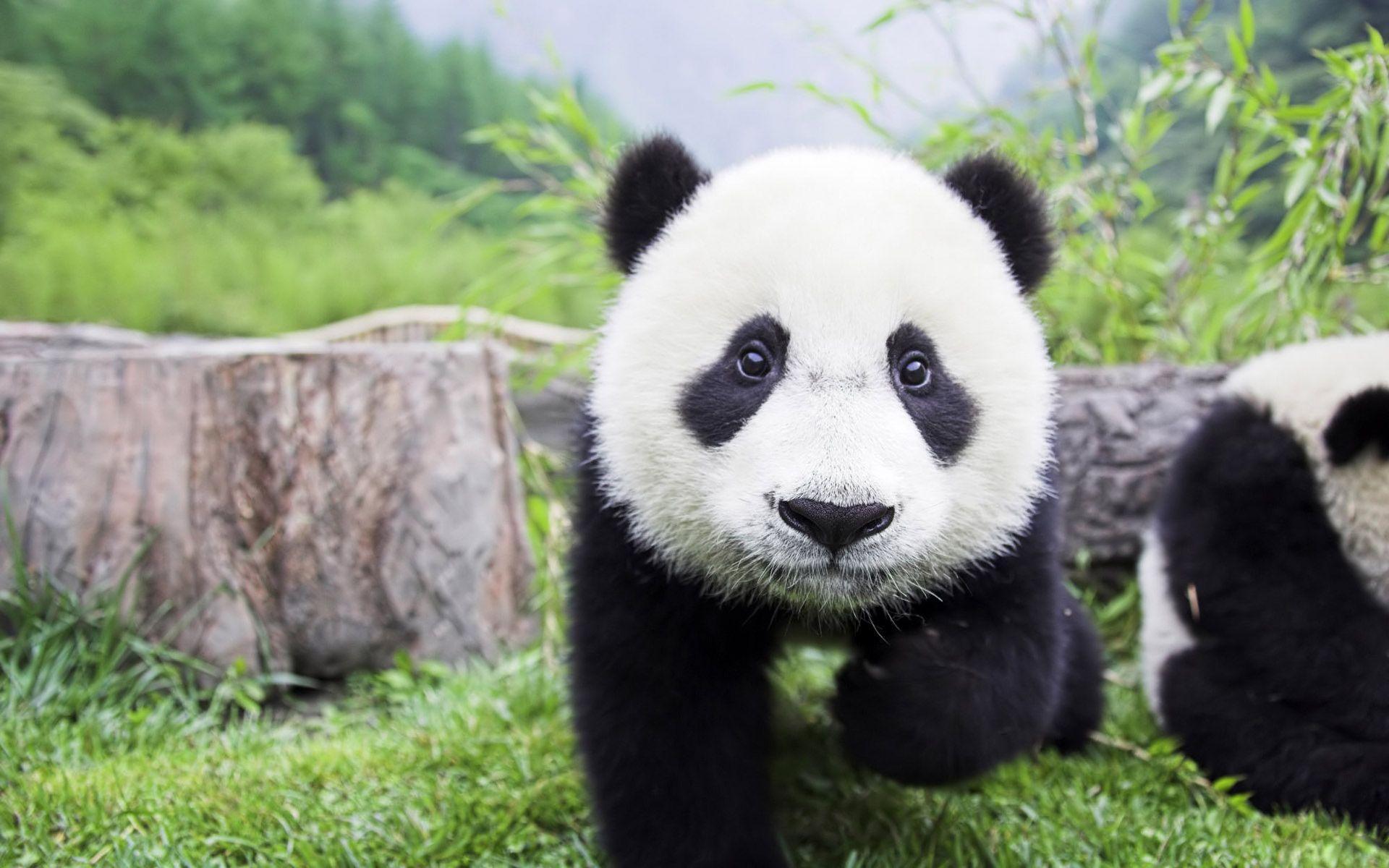 panda images hd