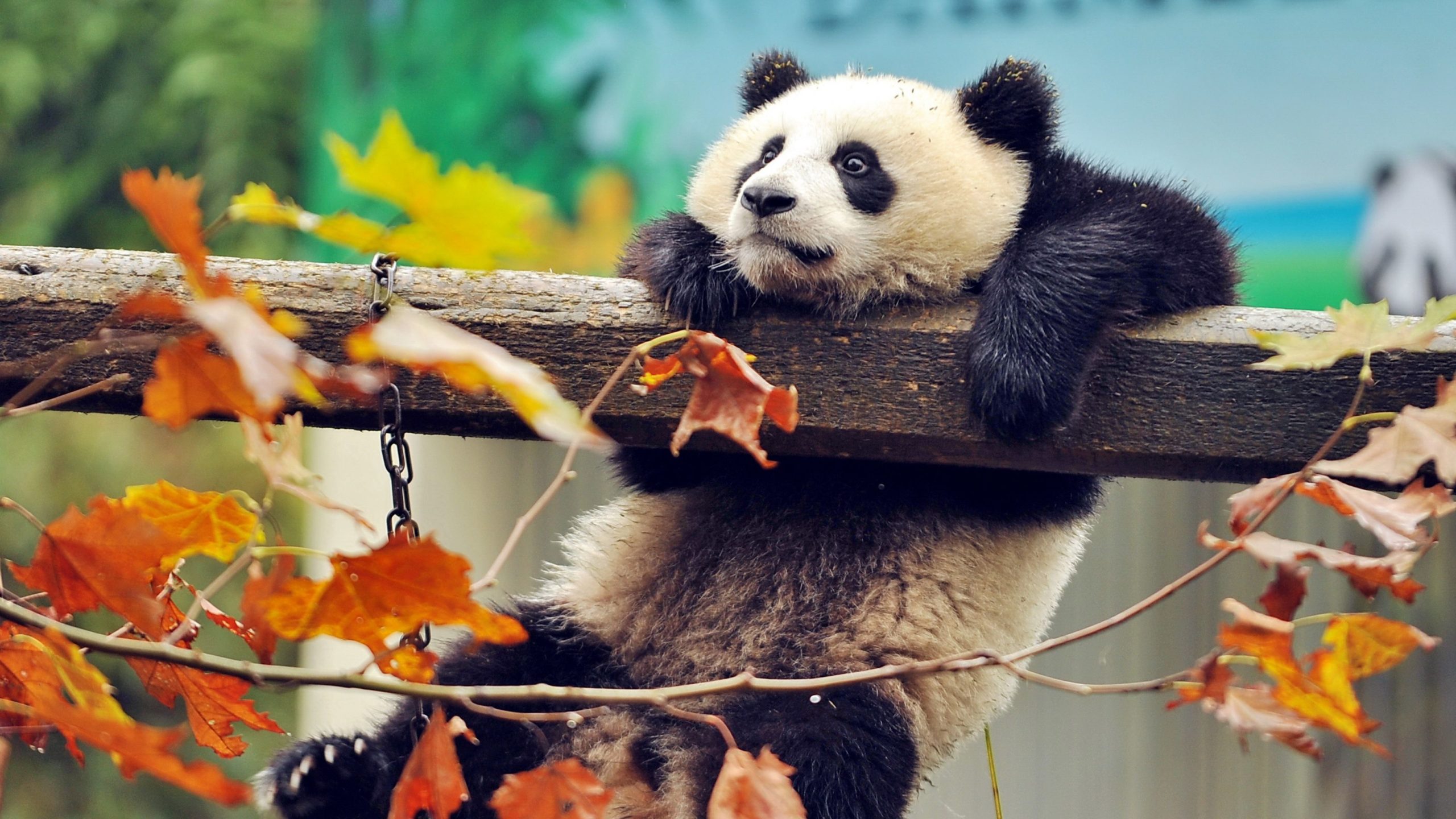 baby pandas wallpaper