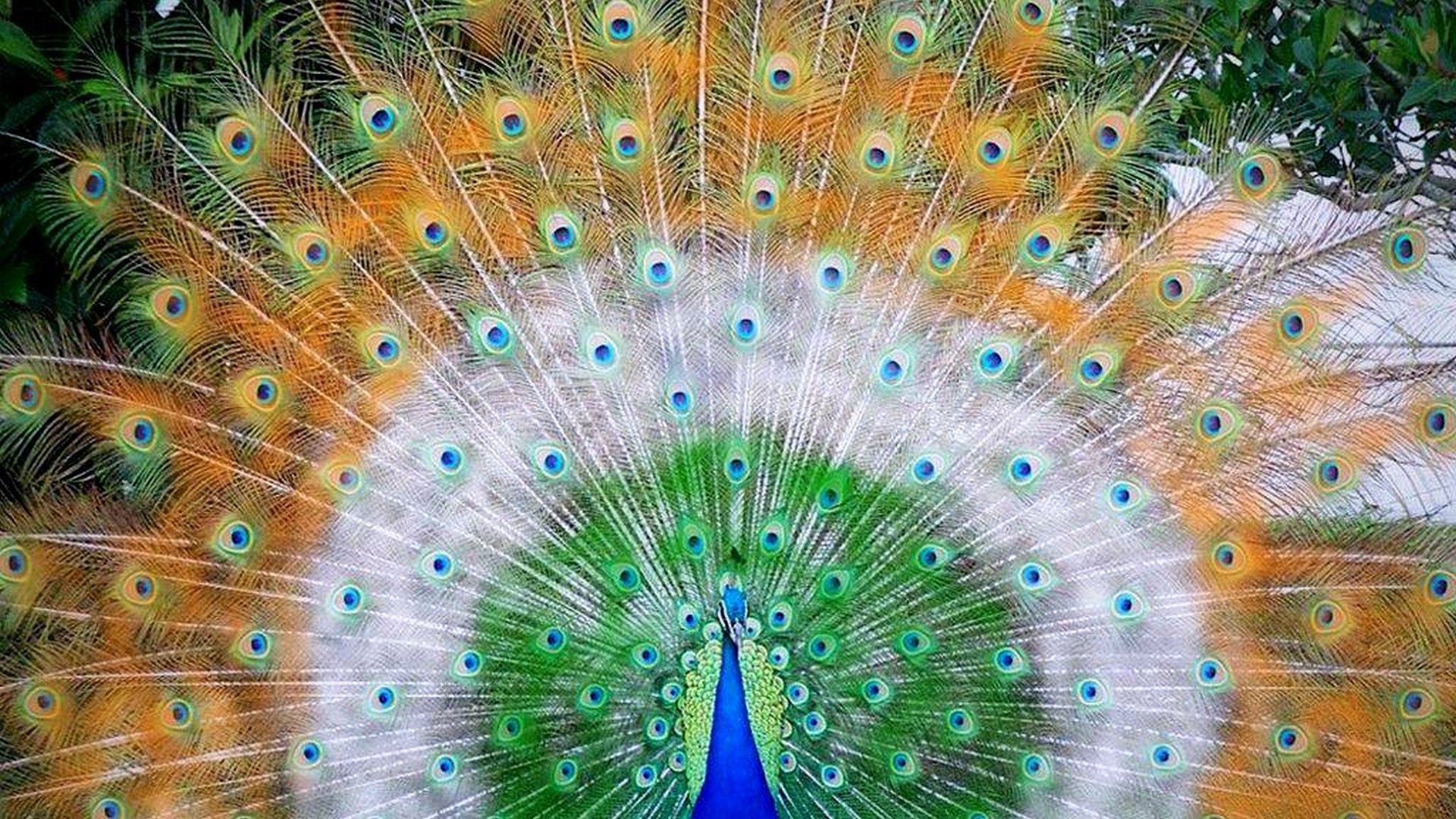 pictures of peacocks