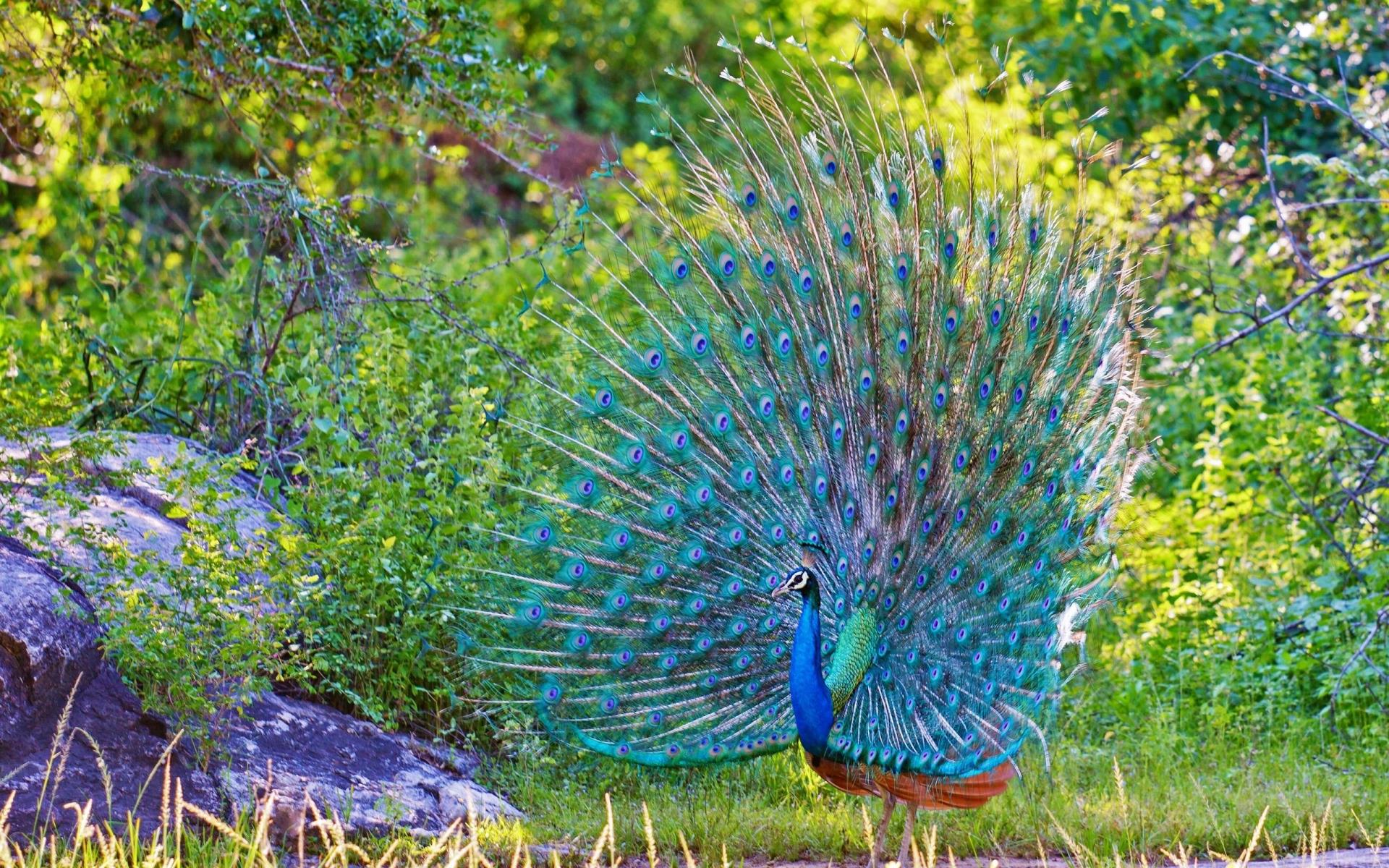 peacock hd images