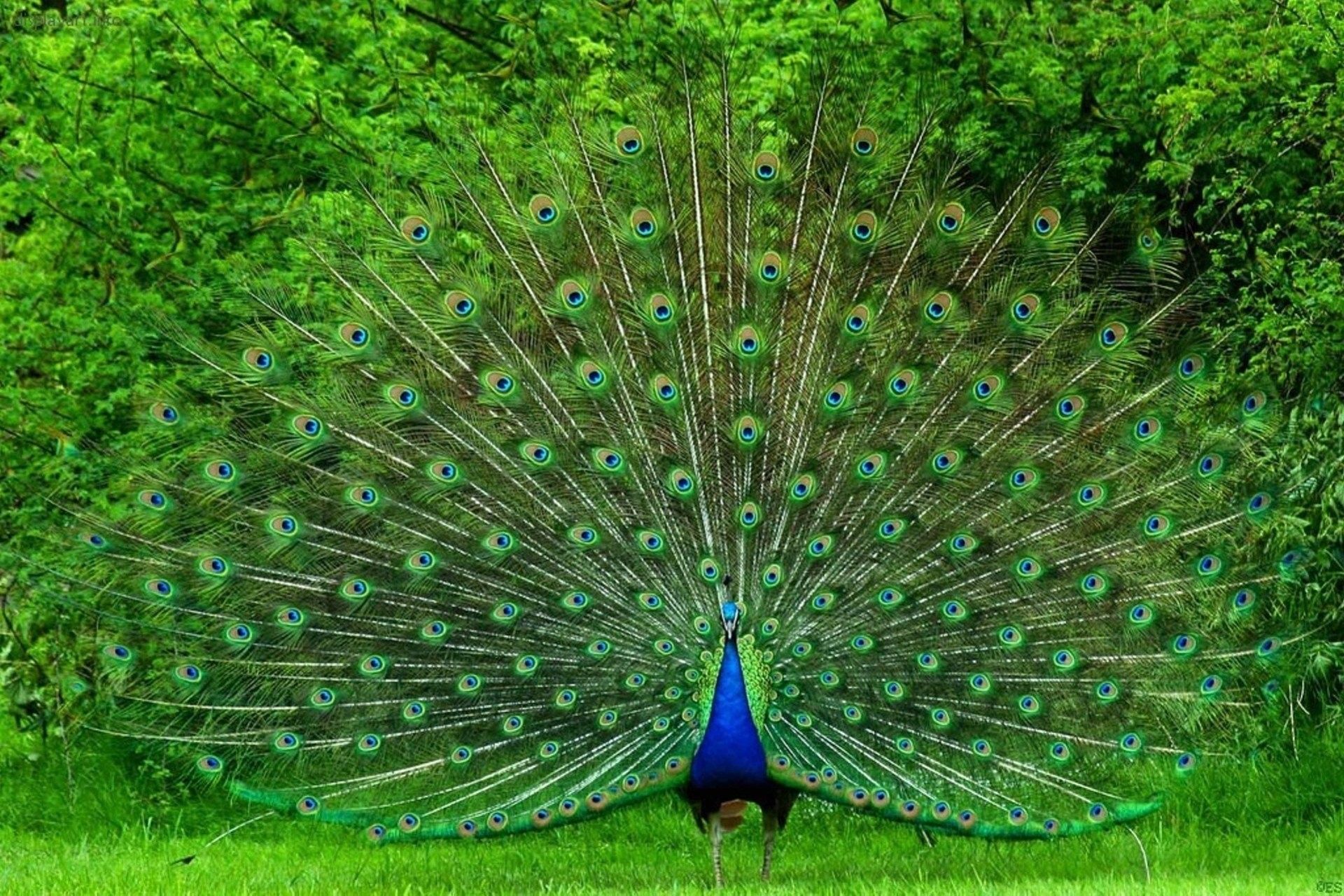 peacock photos