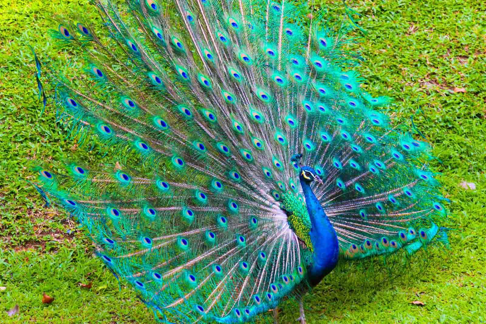 peacock pictures