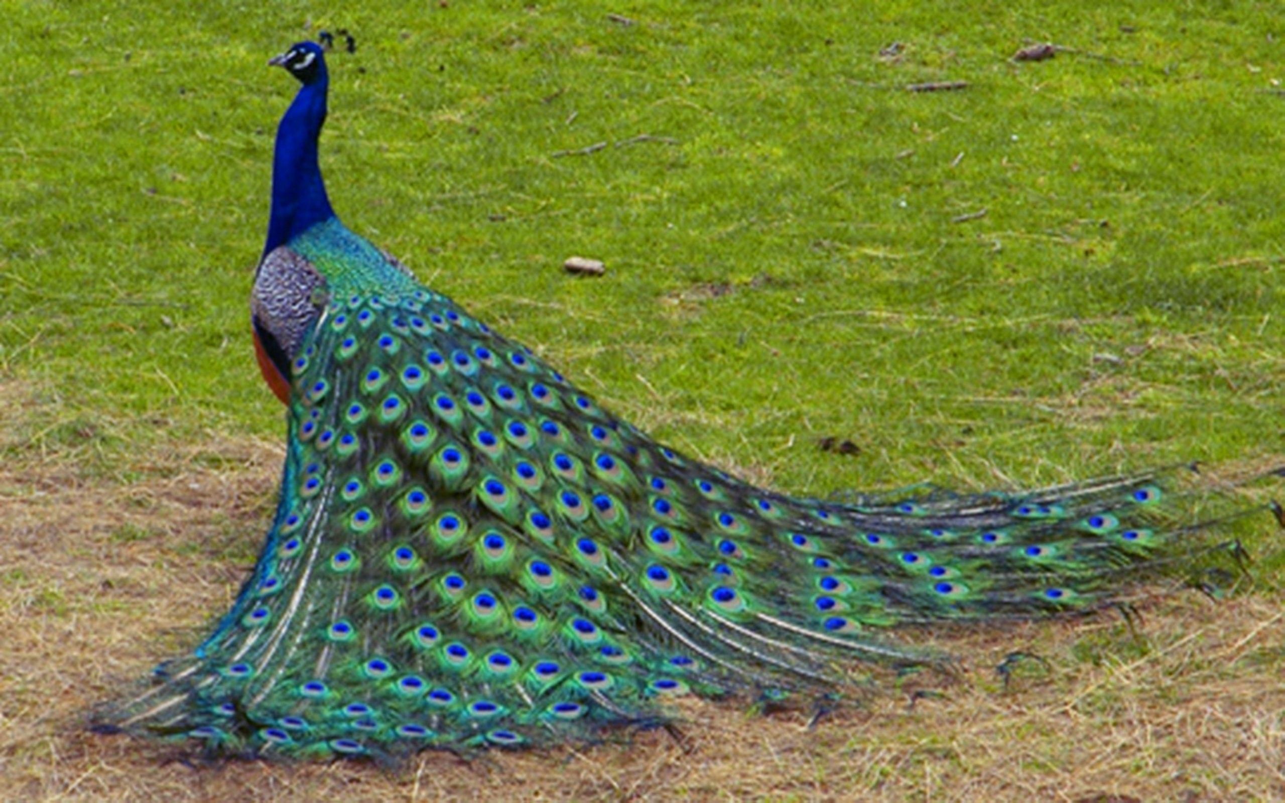 peacock hd wallpapers 1080p