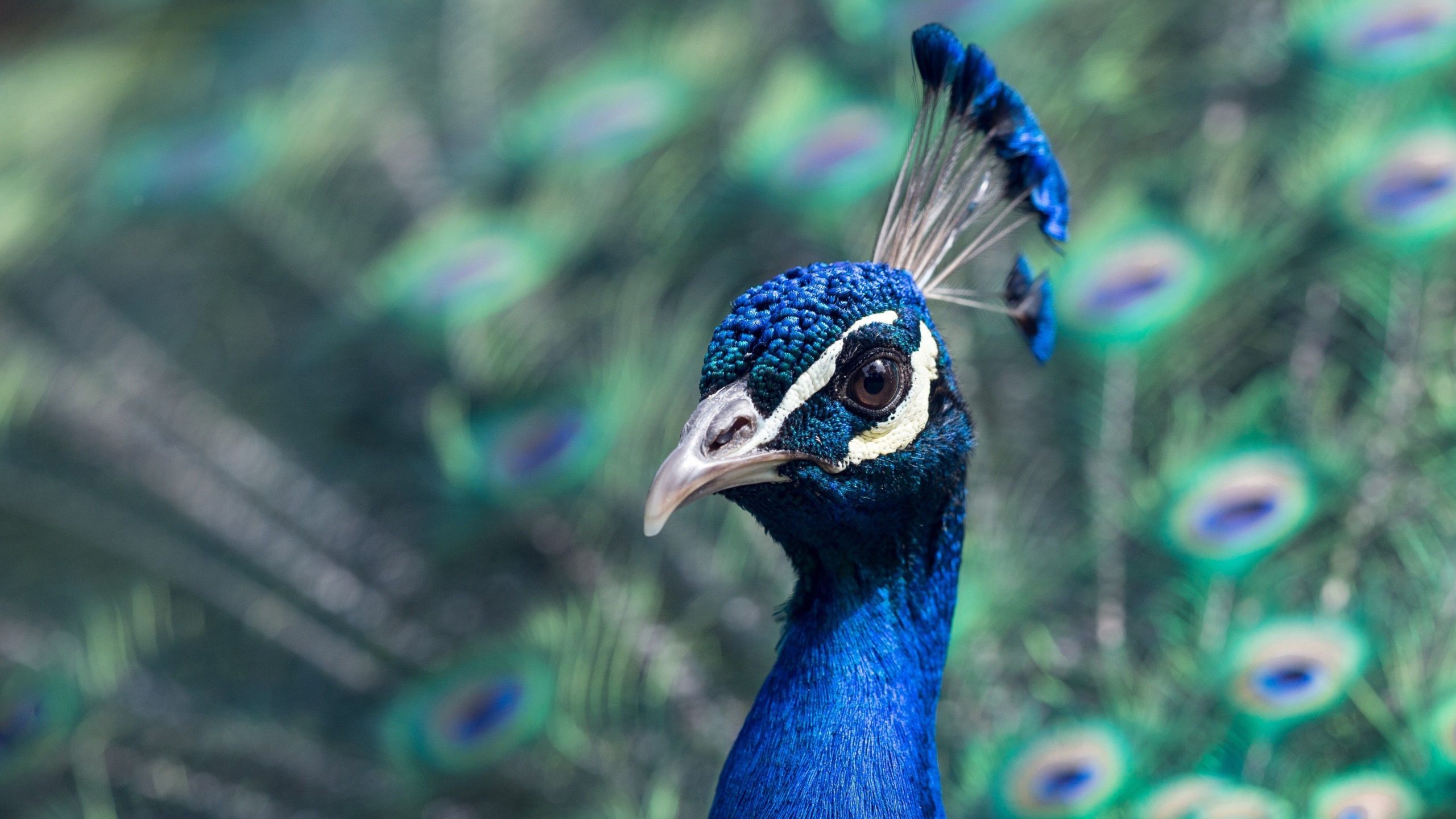 picture of a peacock hd