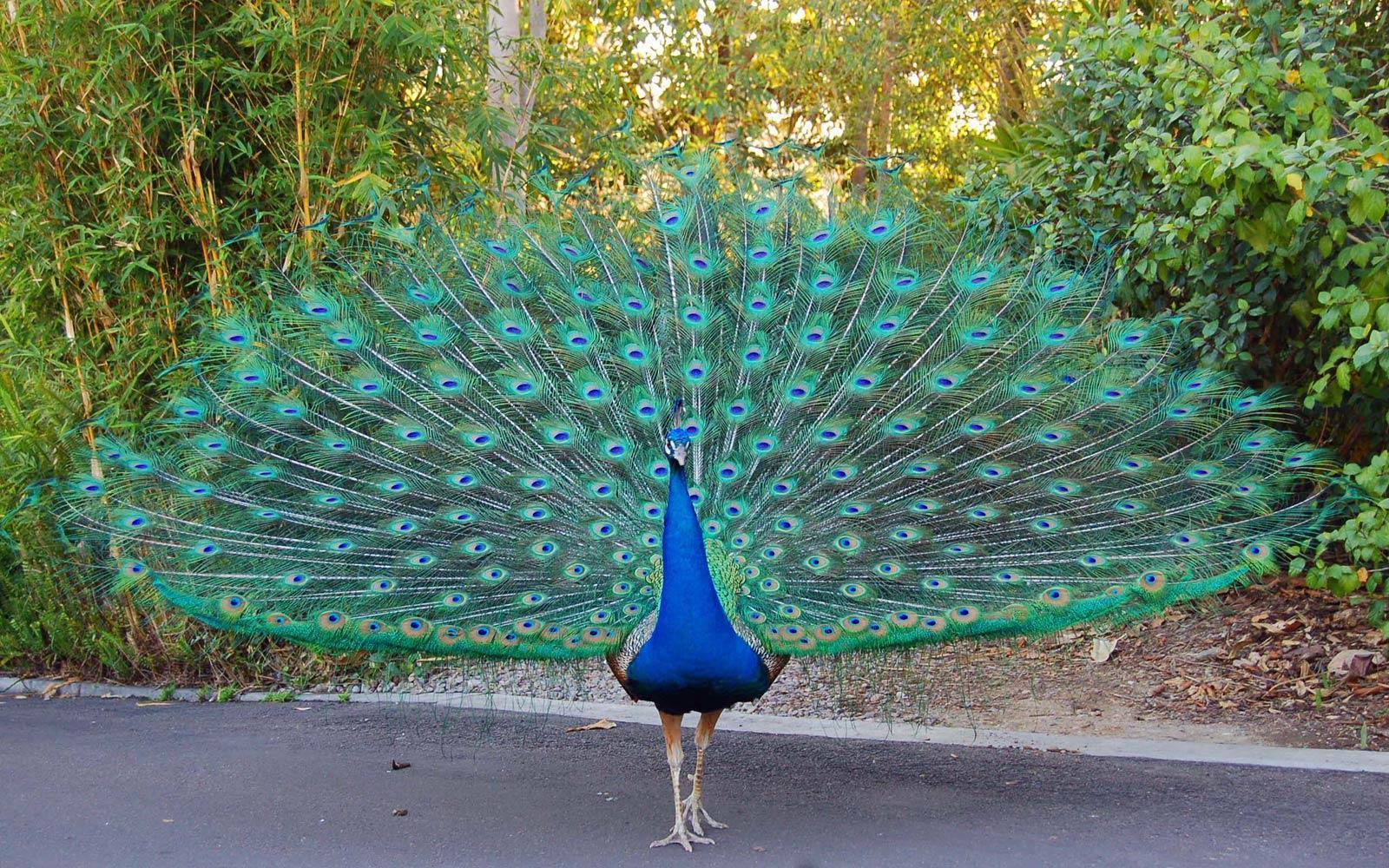 peacock desktop wallpaper