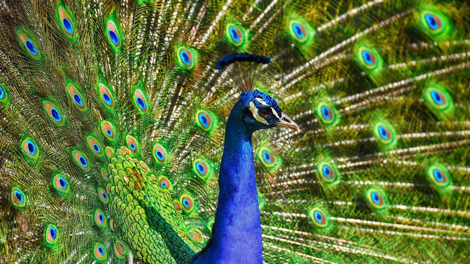 images of peacocks hd
