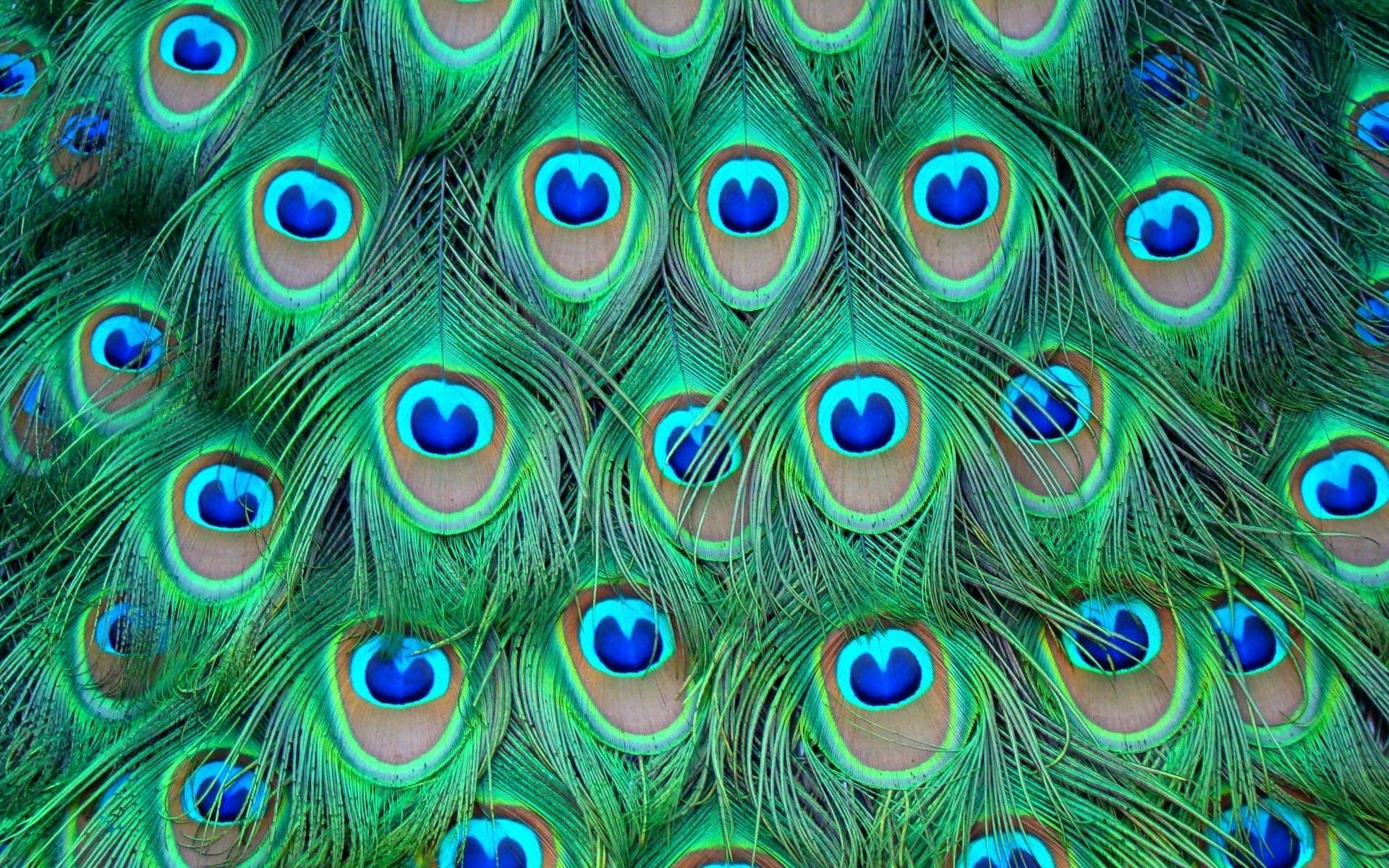 peacock backgrounds wallpapers