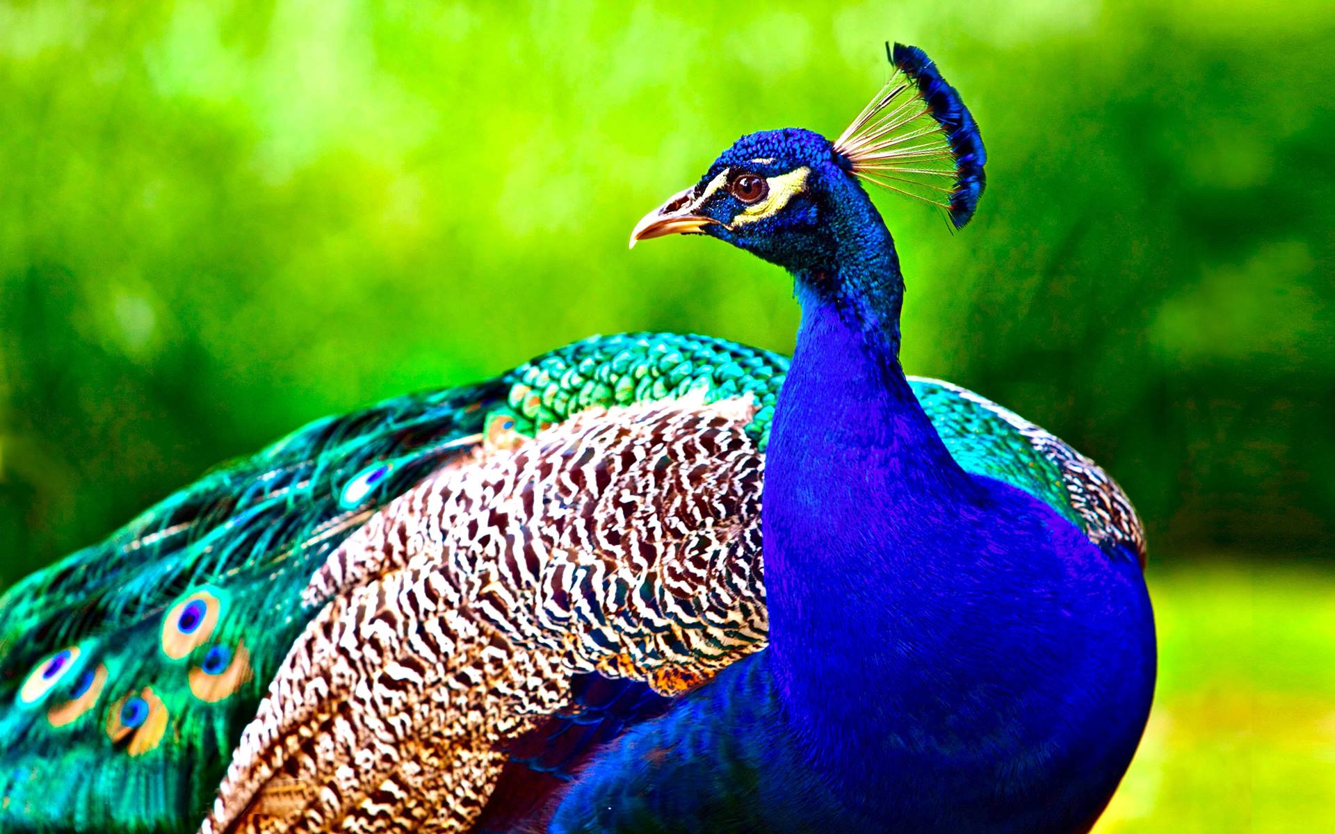 peacock backgrounds pictures