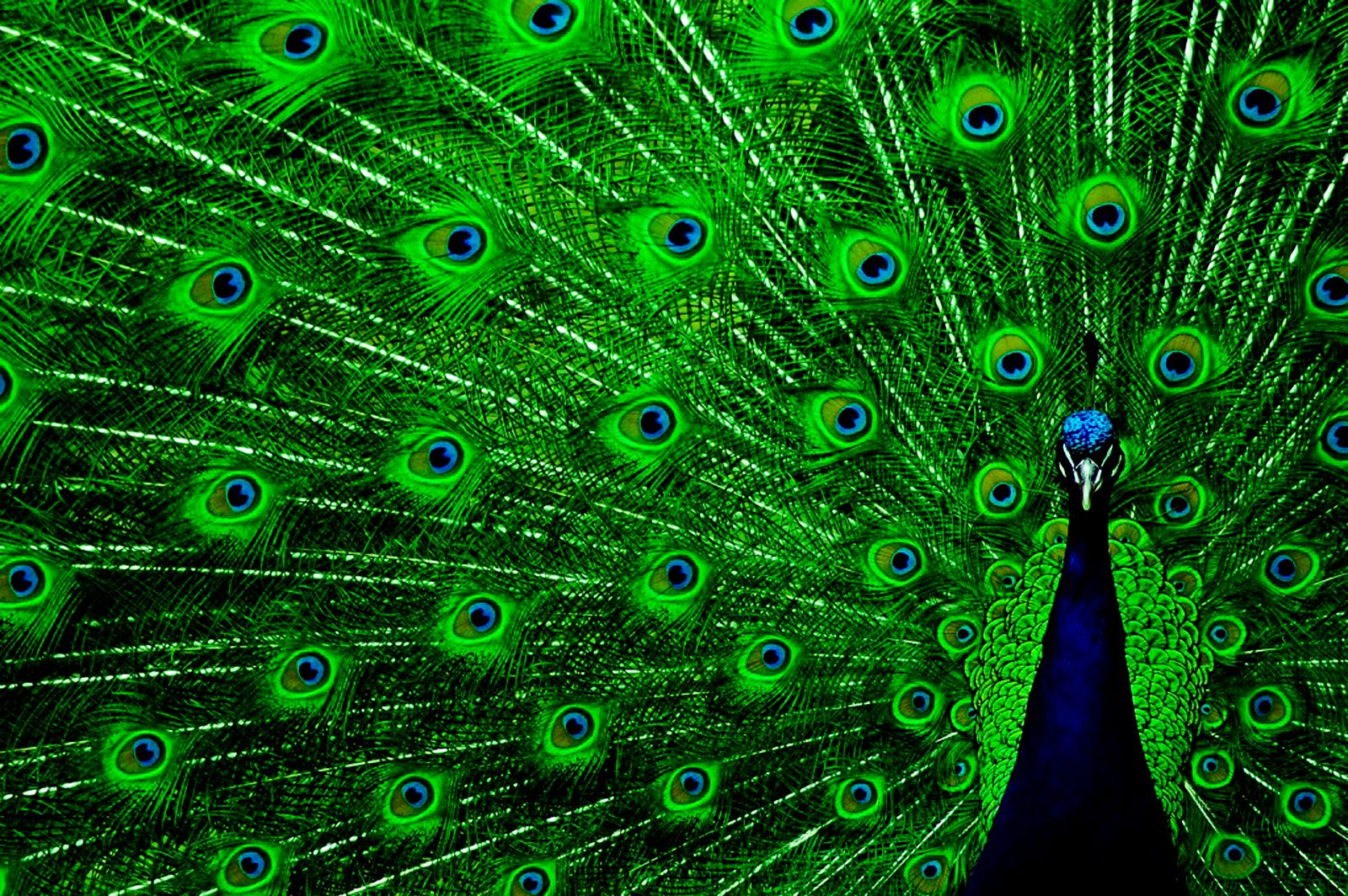peacock backgrounds images